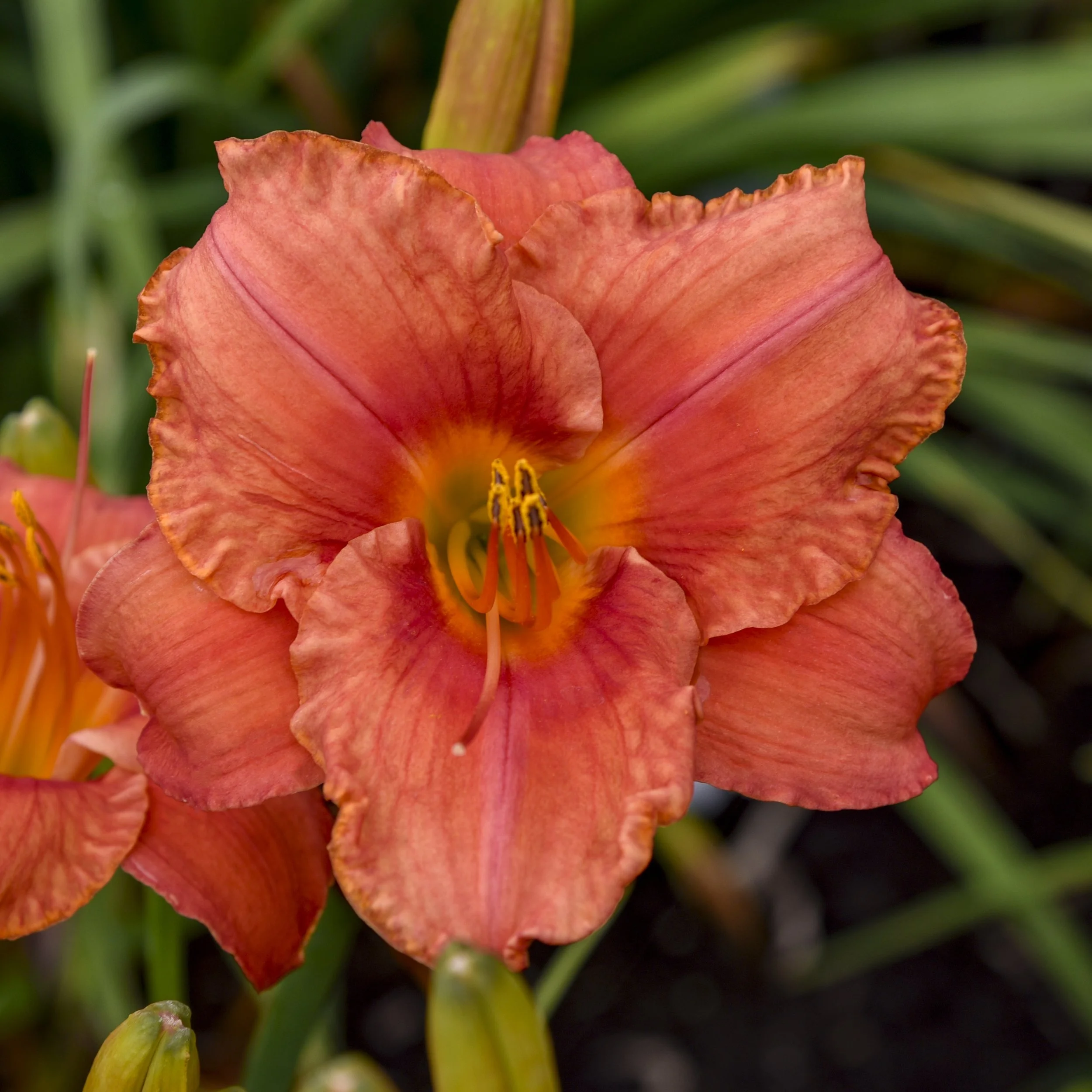 Hemerocallis 'South Seas' 0000 high res.jpg