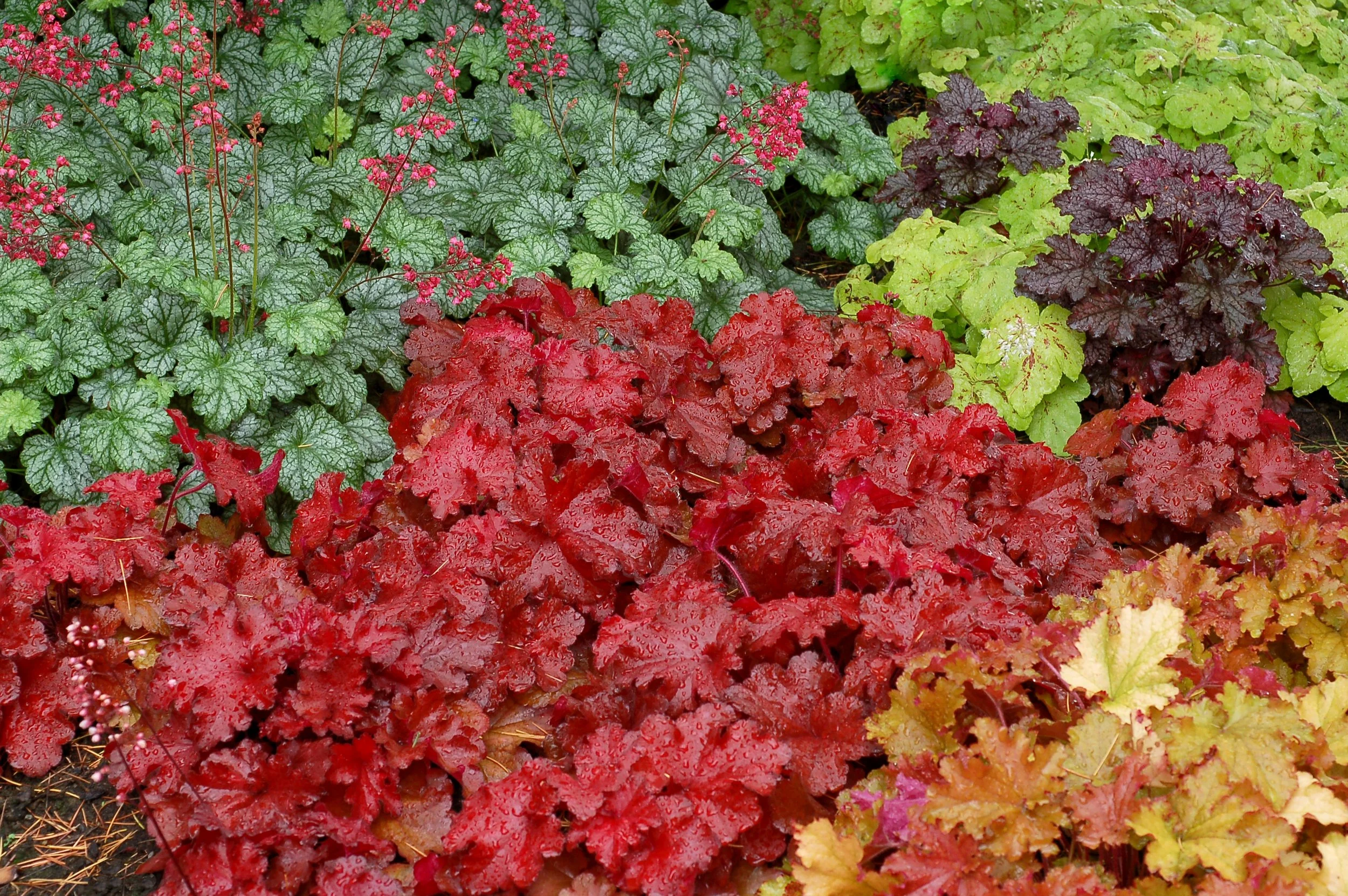 Heuchera-Forever-Red-17.jpg