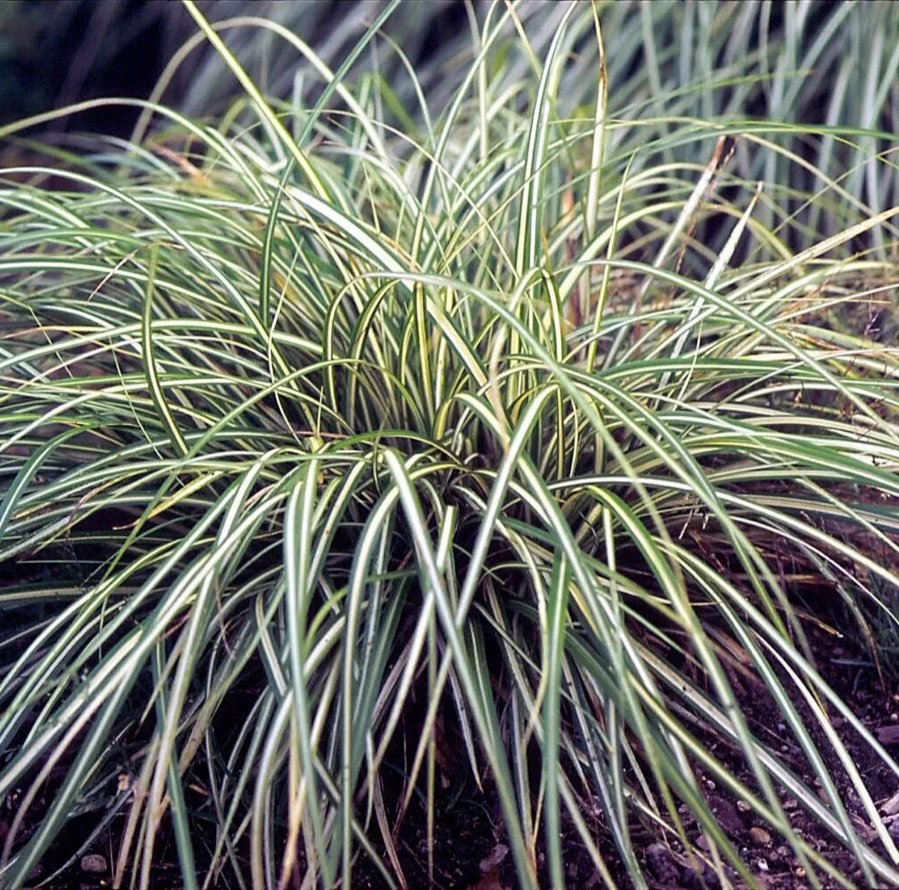Carex+oshimensis+%27Evergold%27+0001+high+res.jpg