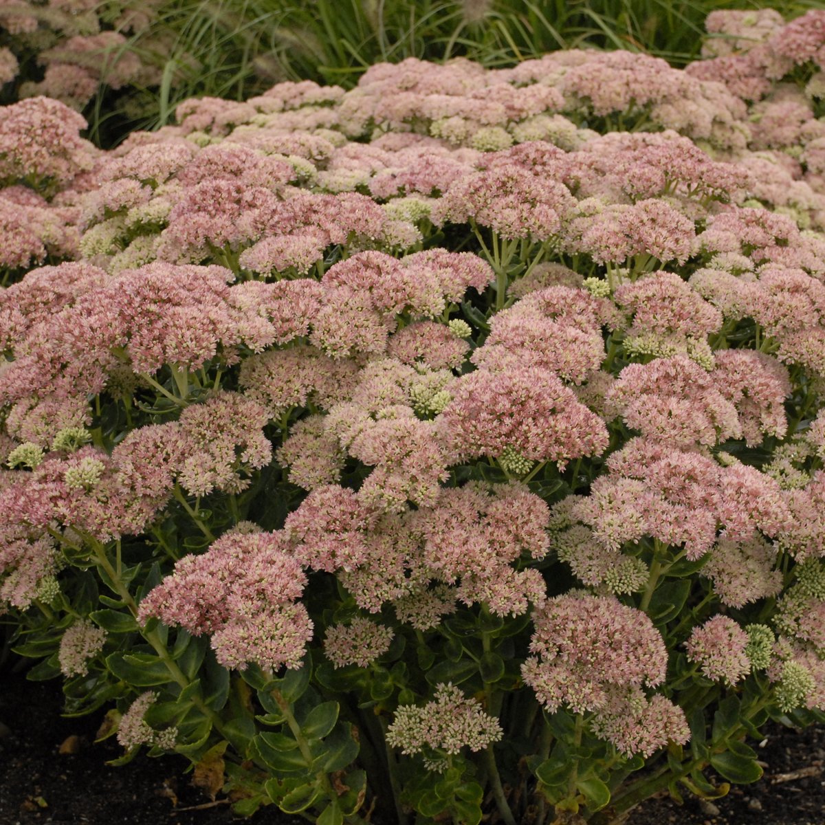 Sedum 'Autumn Joy' ('Herbstfreude') 0000 high res.jpg