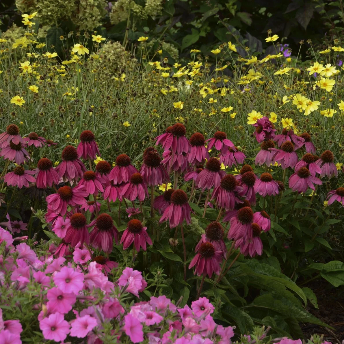 Echinacea purpurea 'PowWow Wild Berry' 0001 high res.jpg