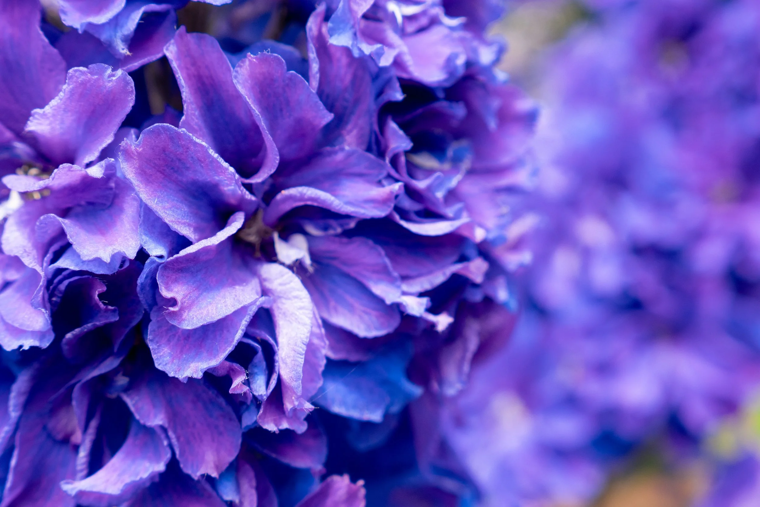 Delphinium x 'Laser Beam'