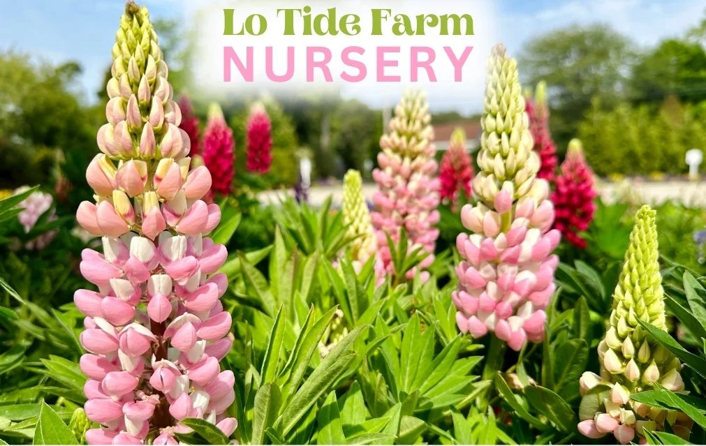 Lo Tide Farm Nursery E-Gift Card