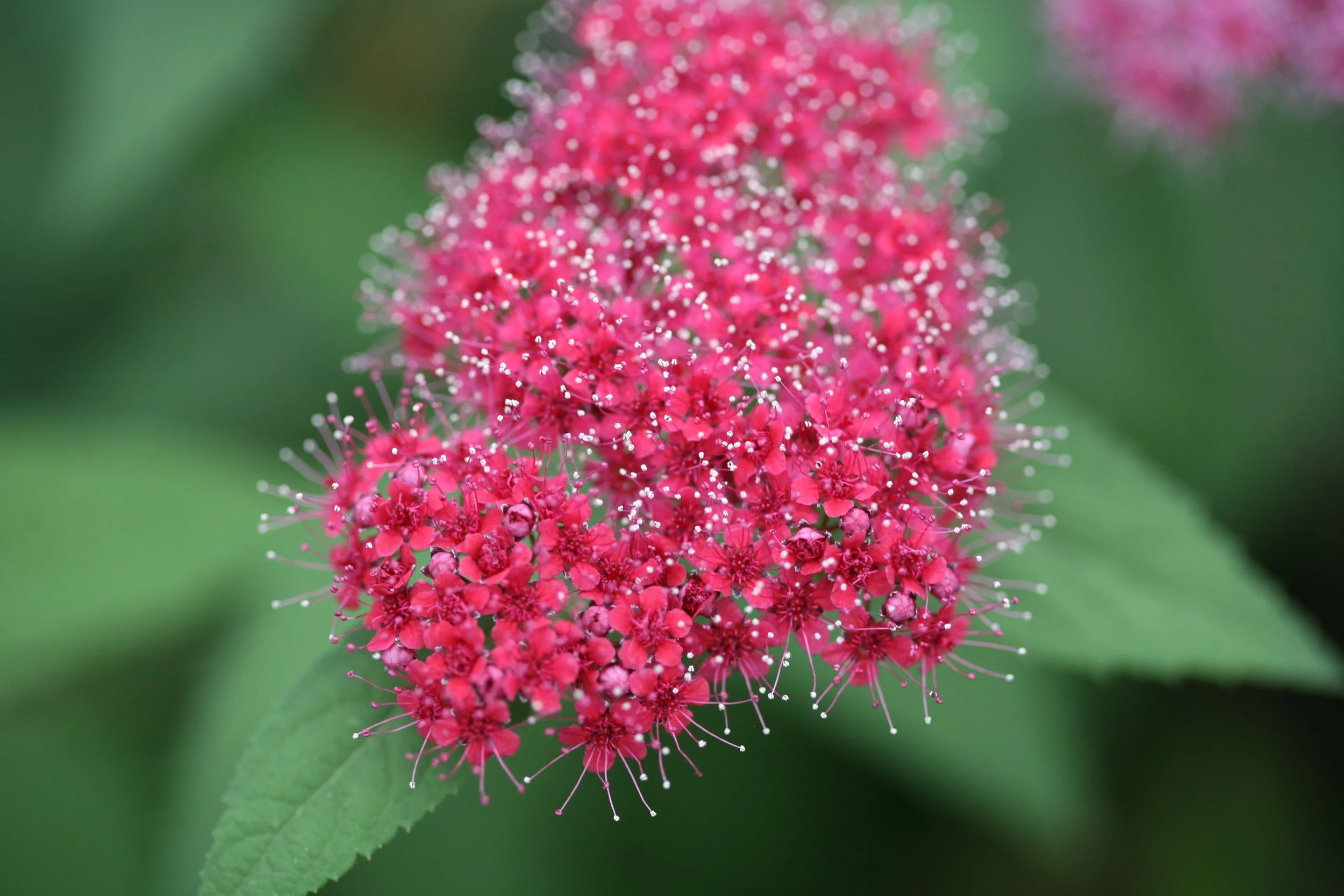 double_play_red_flower_closeup.jpg