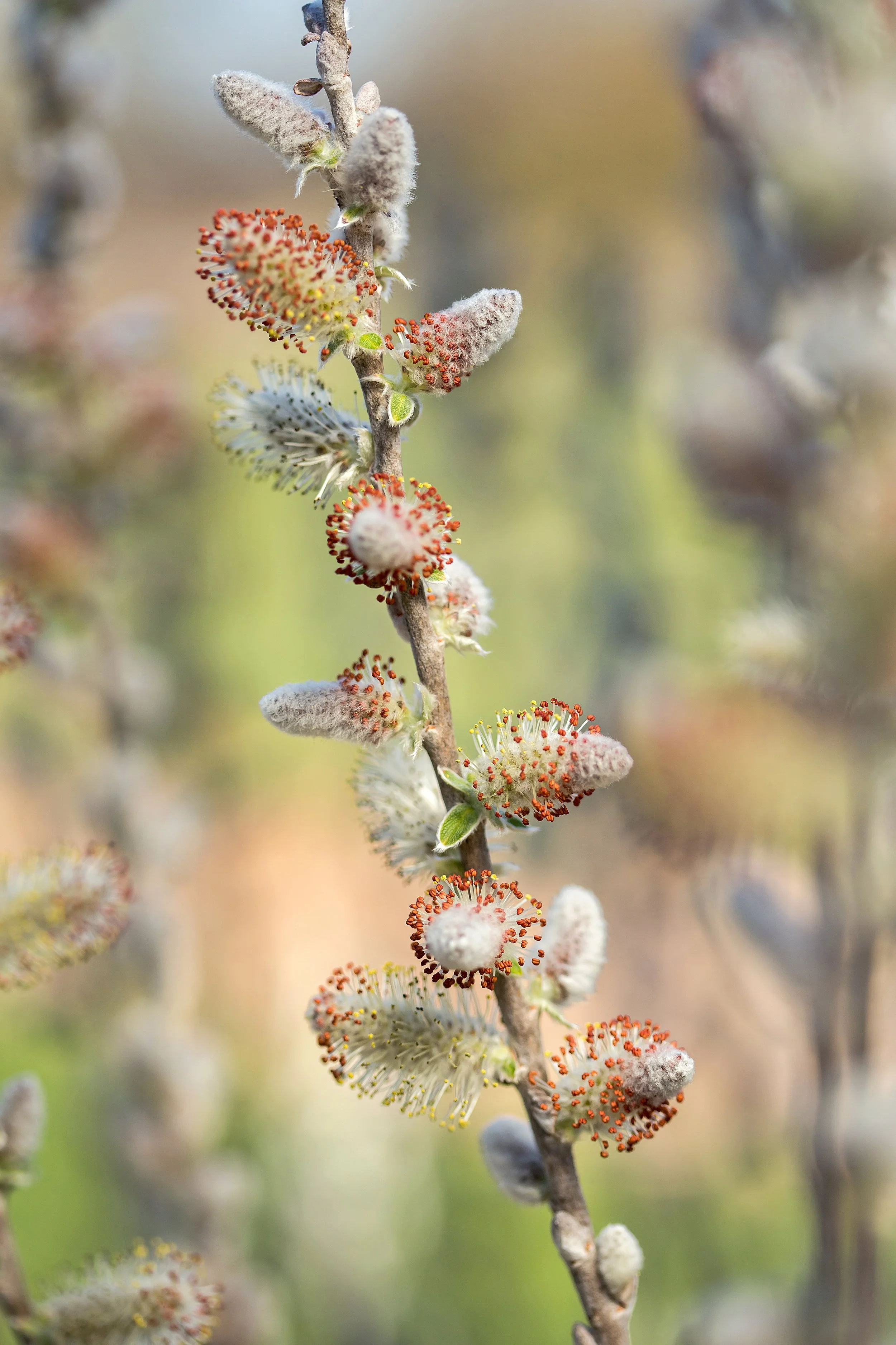 Salix candida Iceberg Alley™