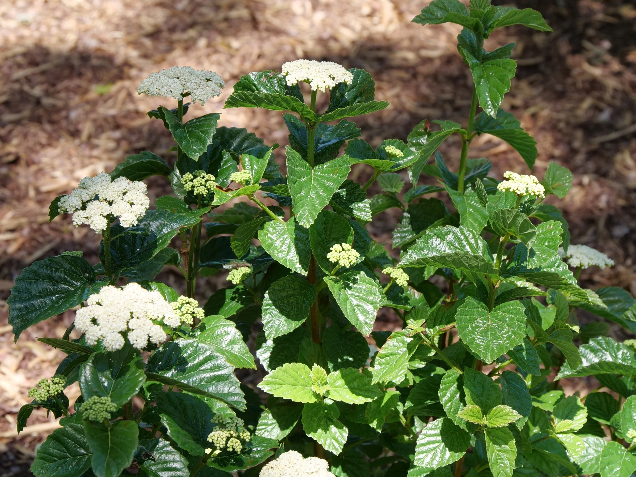 viburnum_glitters_glows_p1075918.jpg