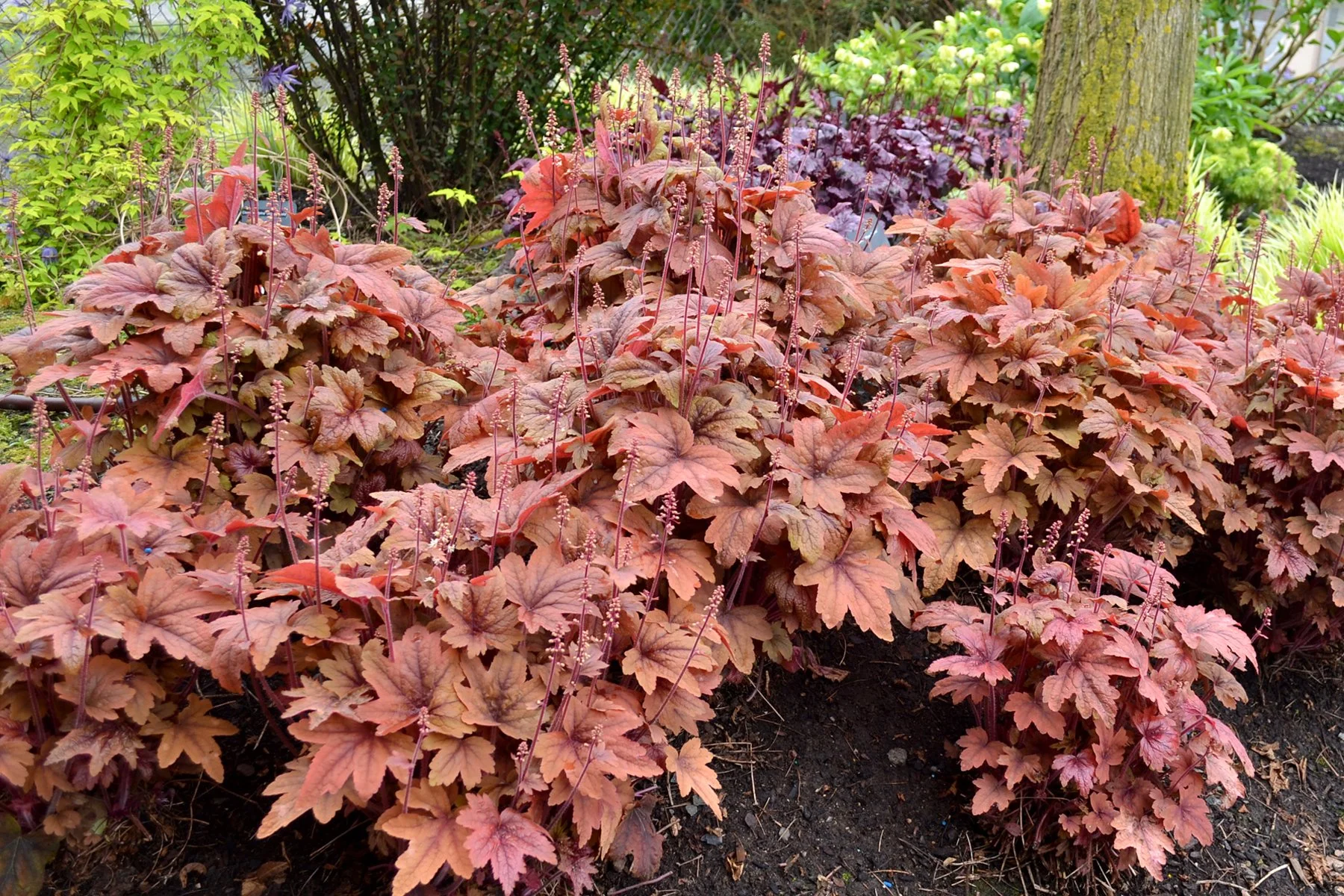 Heucherella-Sweet-Tea-5.jpg