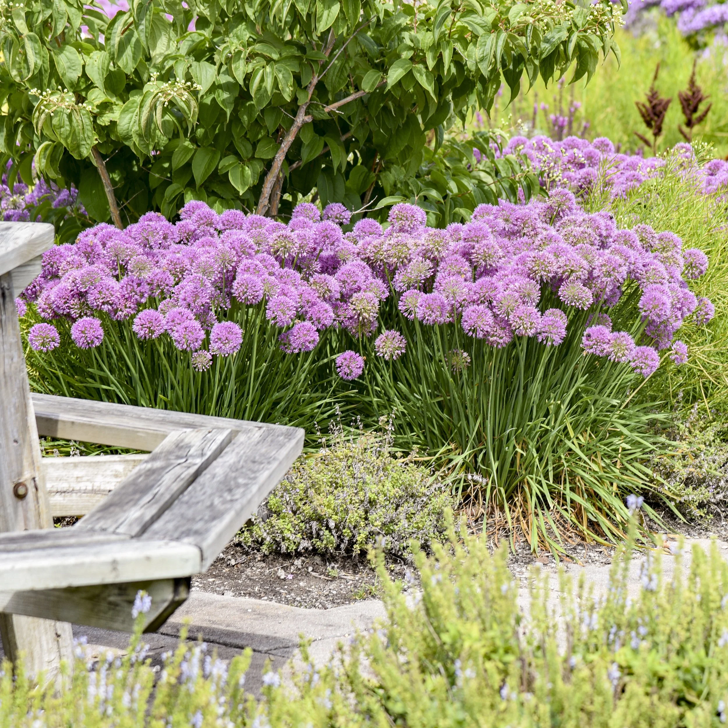 Allium 'Serendipity' CPBR7064 PP32023 0002 high res.jpg