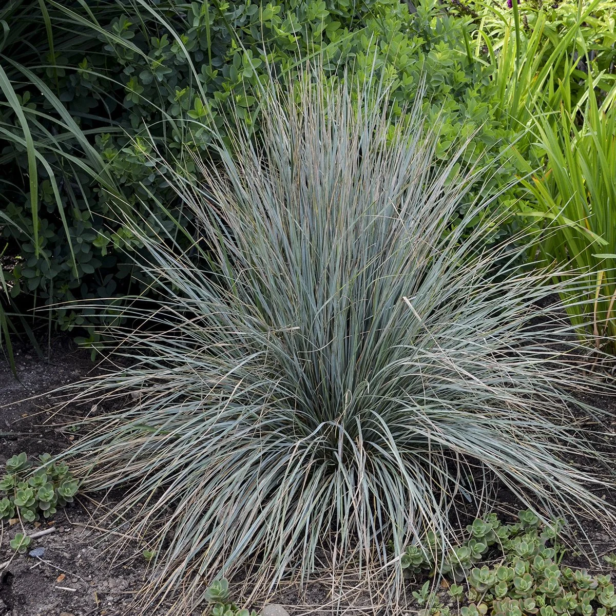 Helictotrichon sempervirens (Blue Oat Grass)