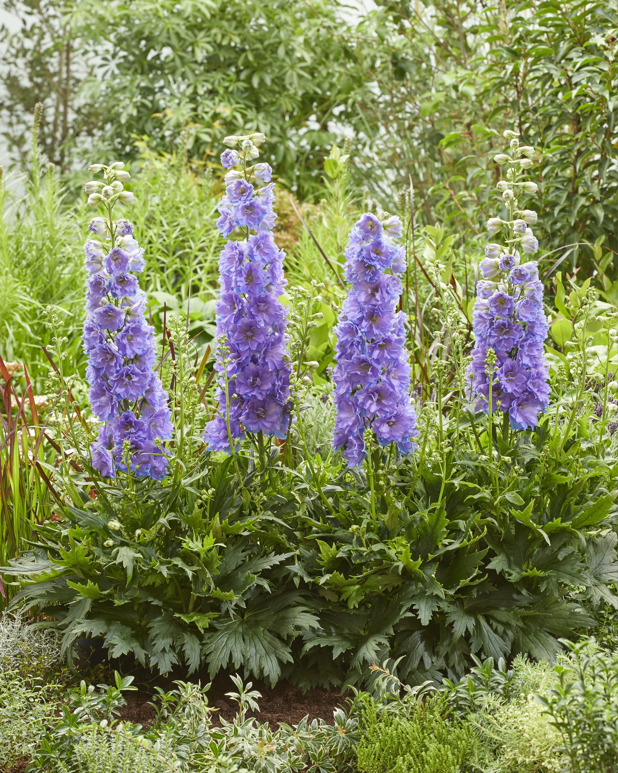 Delphinium x 'Shelby'