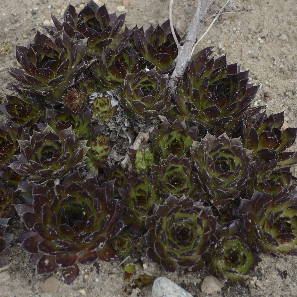 Sempervivum 'Black' 0000 high res.jpg