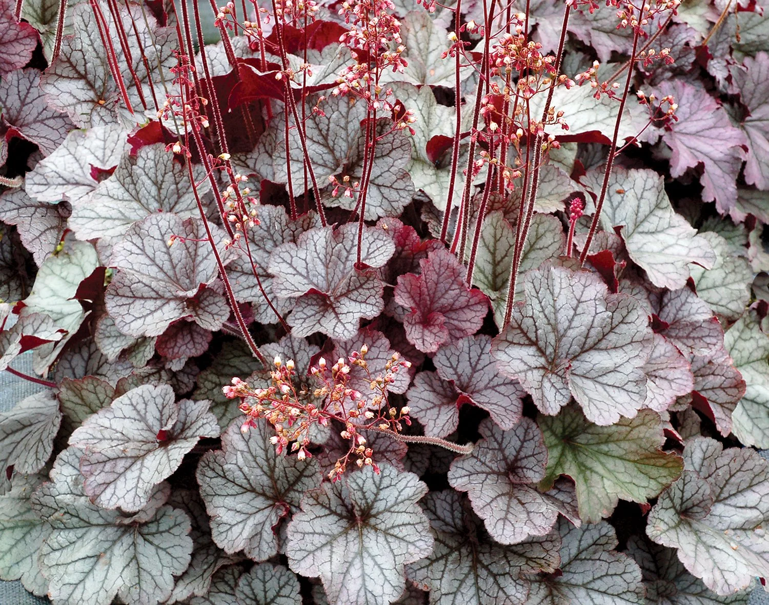 Heuchera-Northern-Exposure-Silver-7.jpg