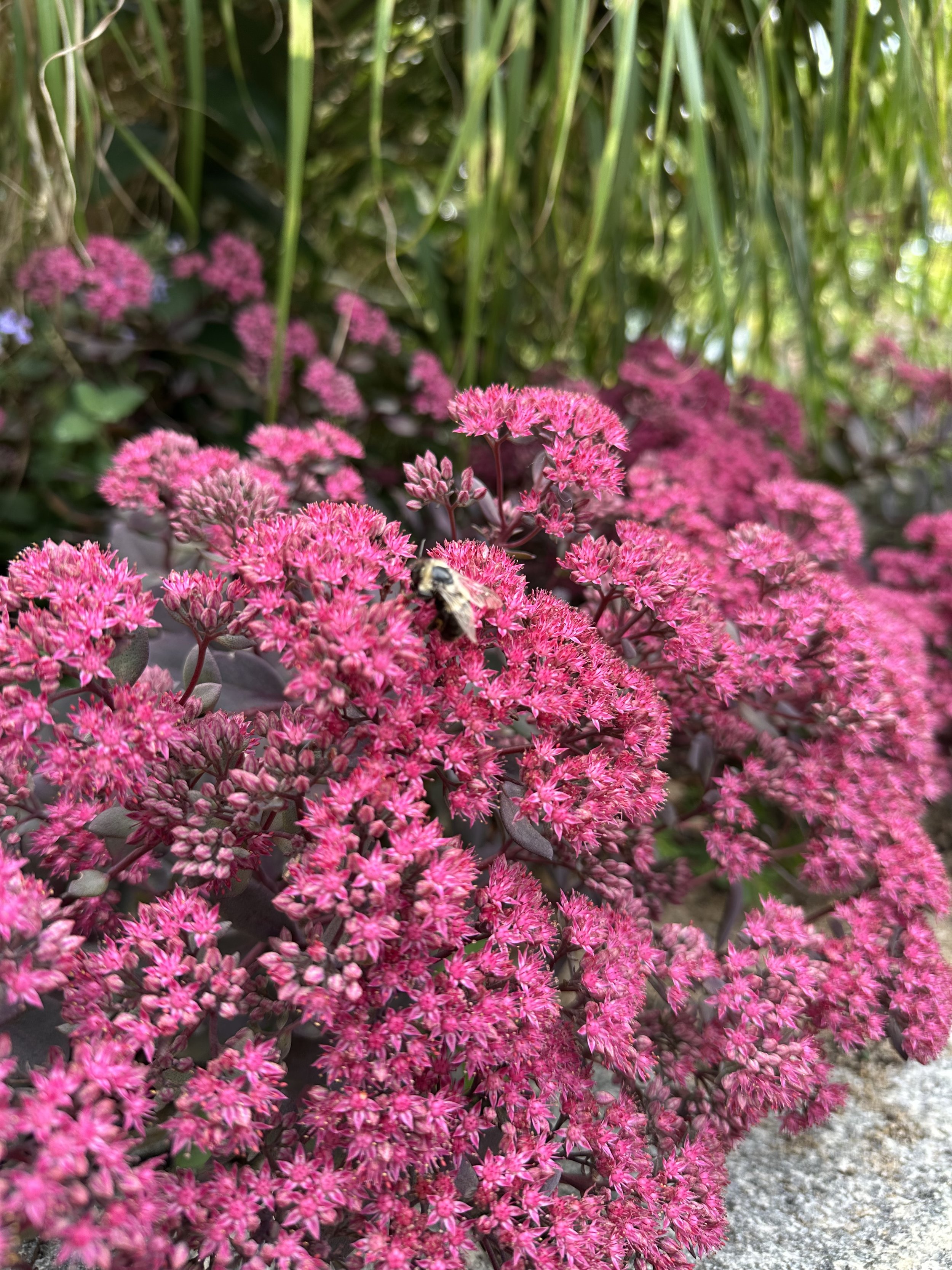 IMG_5625.jpeg