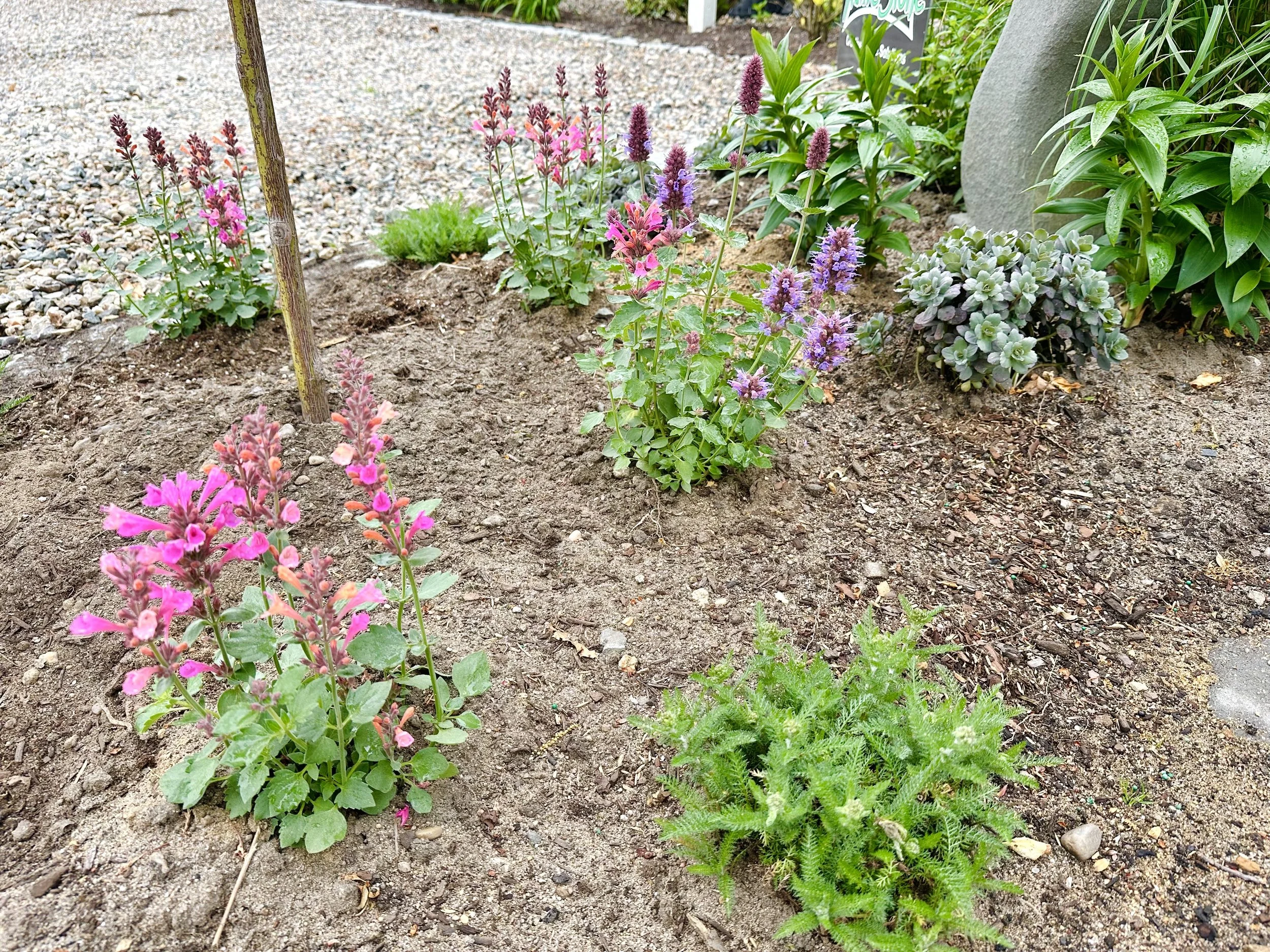 IMG_3486.jpeg