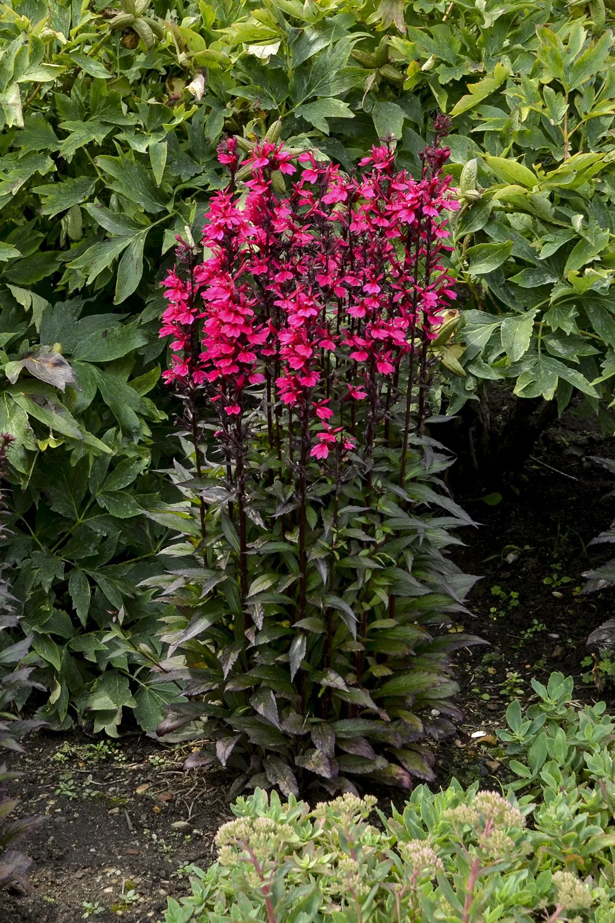 Lobelia speciosa 'Starship Deep Rose'