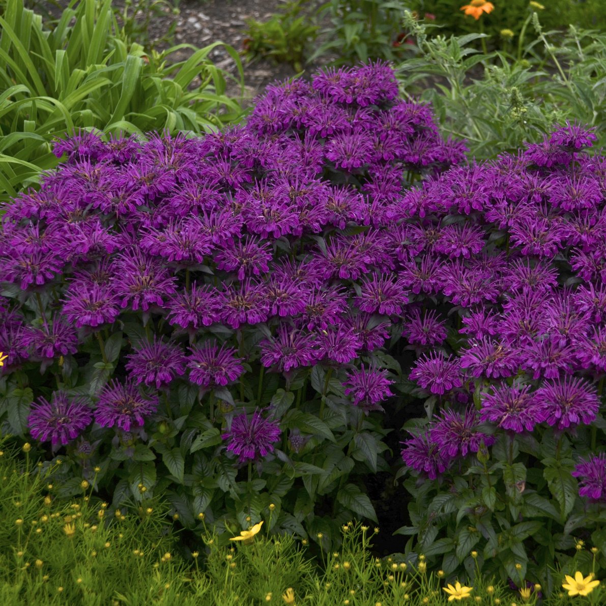 Monarda 'Grape Gumball' PP27498 0003 high res.jpg