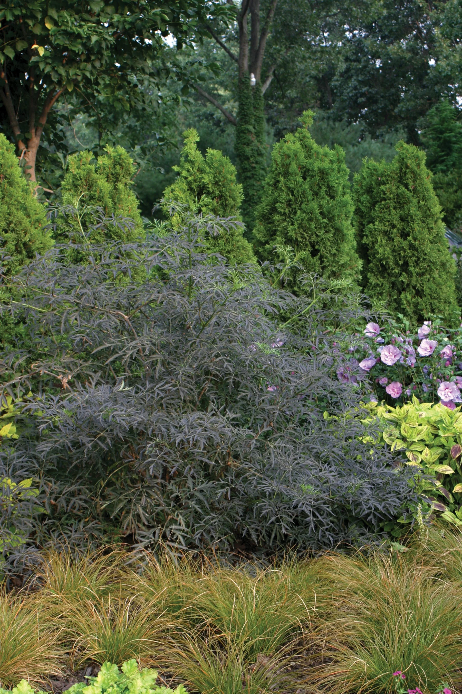 sambucus_black_lace_img_5988.jpg