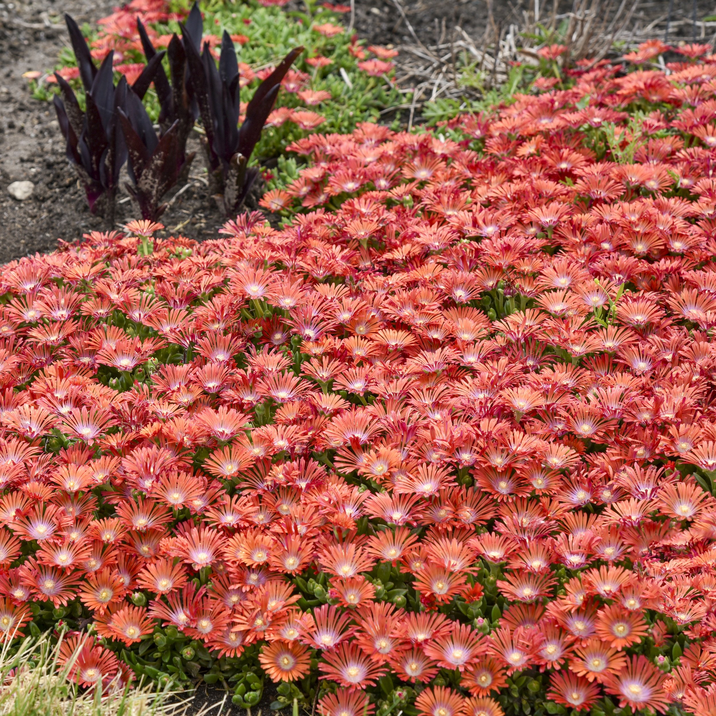 Delosperma 'Dancing Embers' PP36547 00000000000000000001 high res.jpg