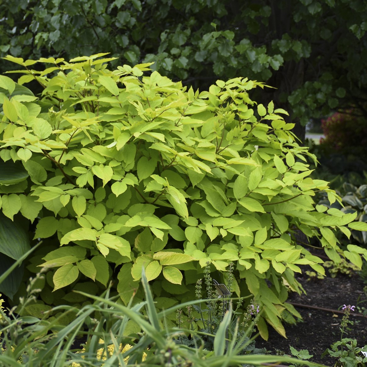Aralia cordata 'Sun King' 0001 high res.jpg