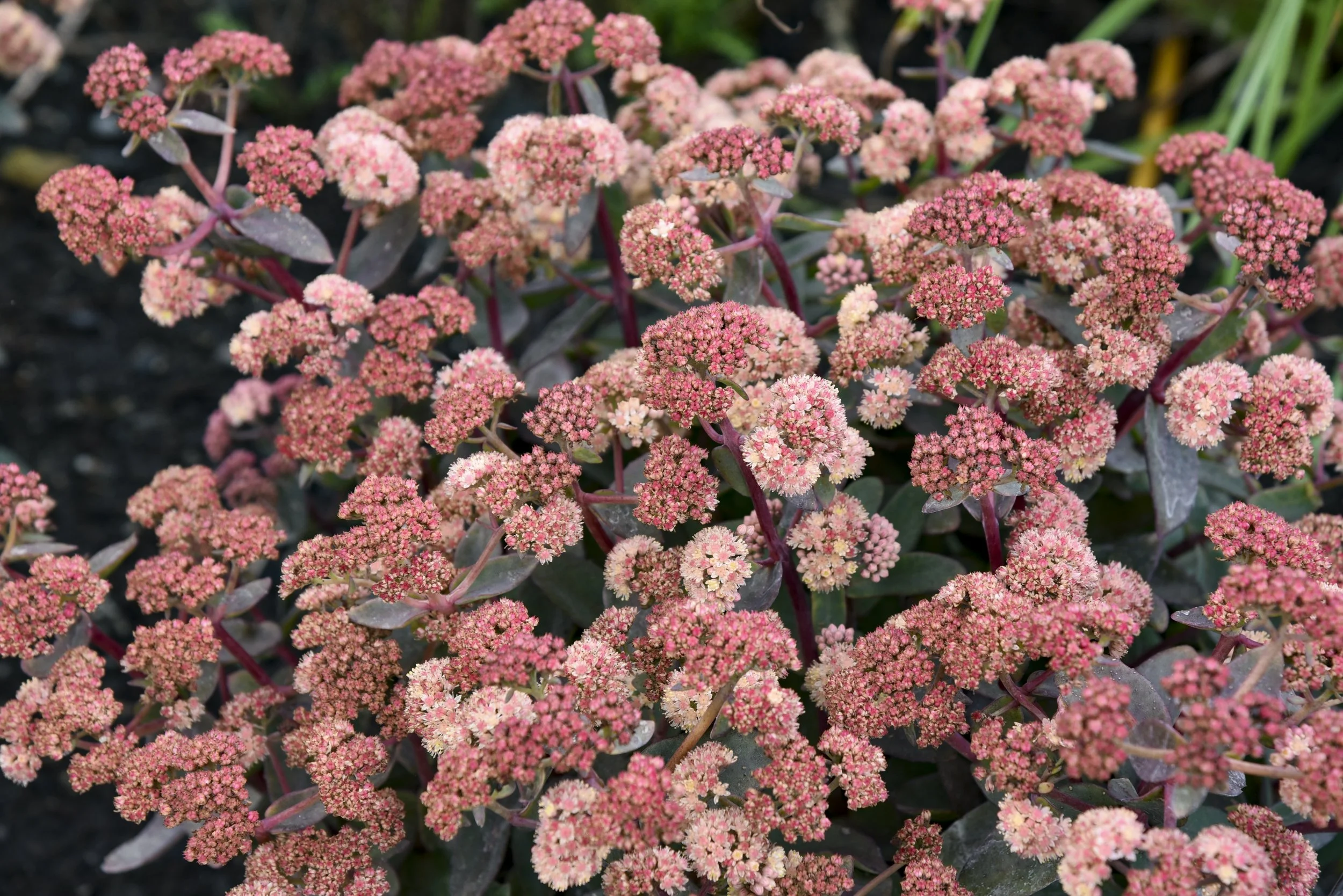 Sedum x 'Tiramisu'