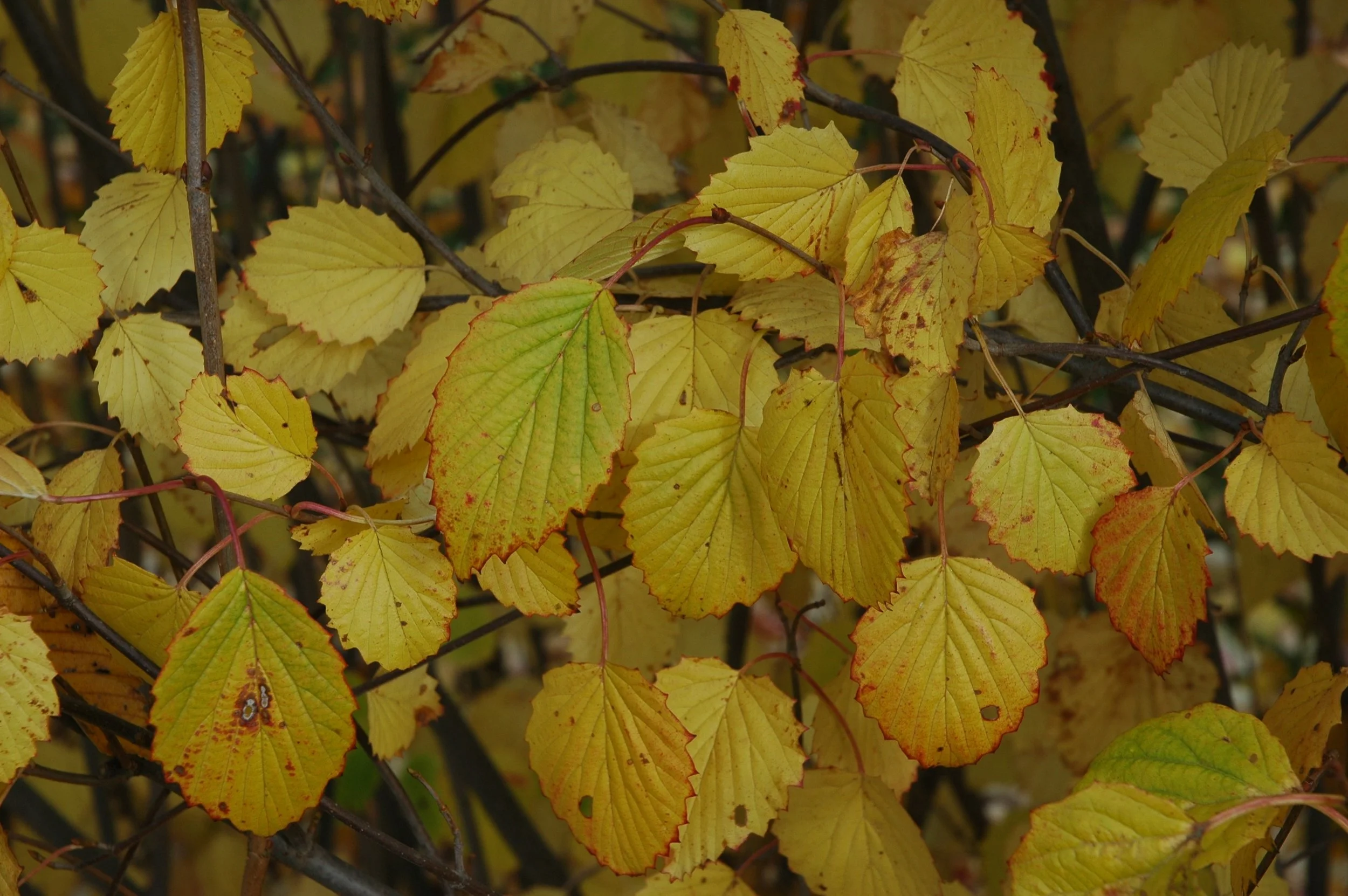 vib-autumn-jazz-0011.jpg