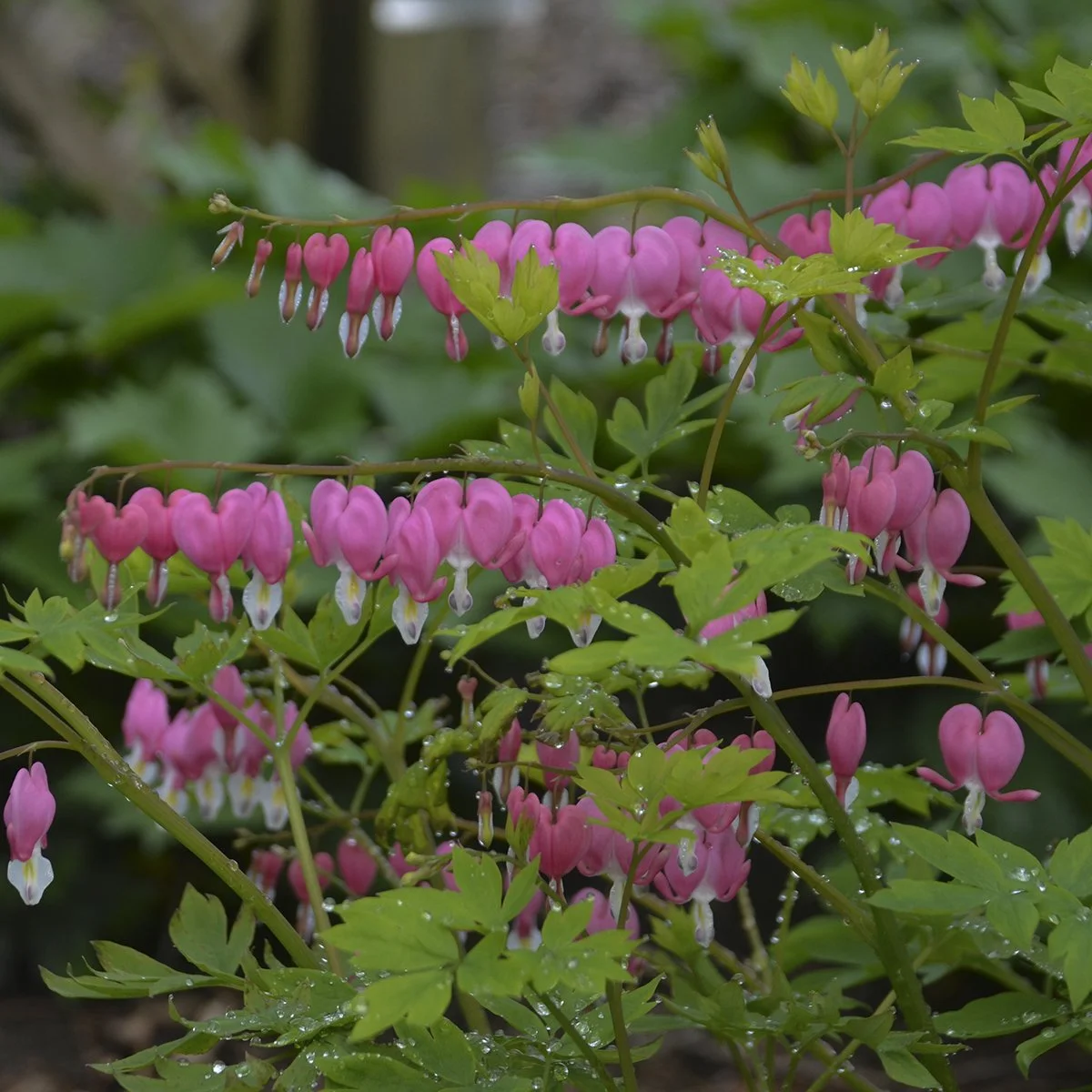Dicentra spectabilis 0001 high res.jpg