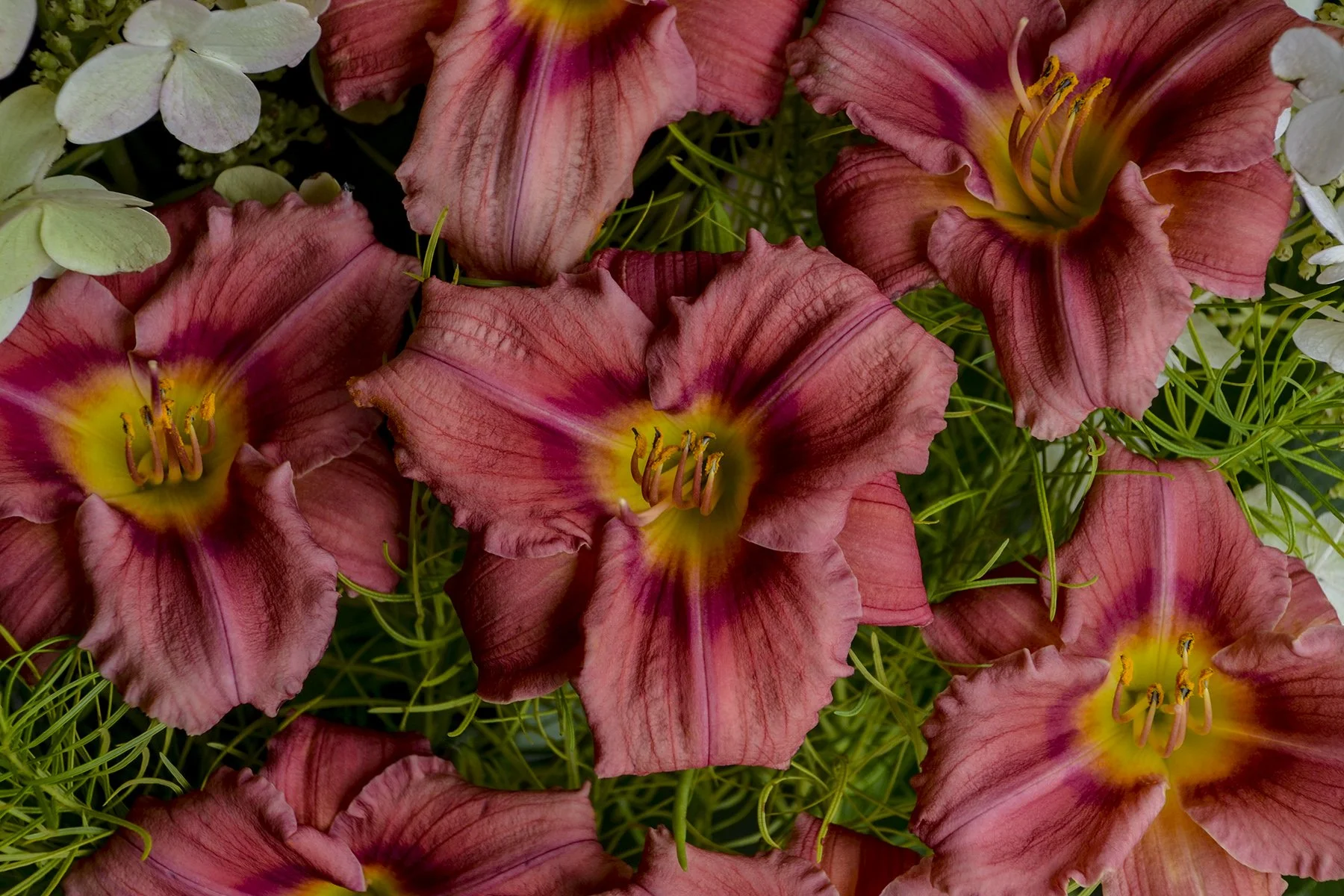 Hemerocallis 'Rosy Returns'