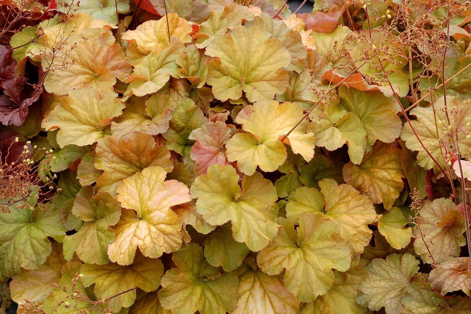 Heuchera-Northern-Exposure-Amber-1.jpg