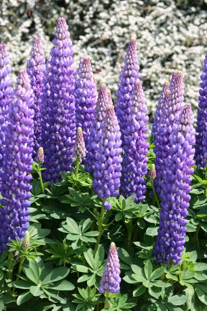 Lupinus polyphyllus 'Persian Slipper'