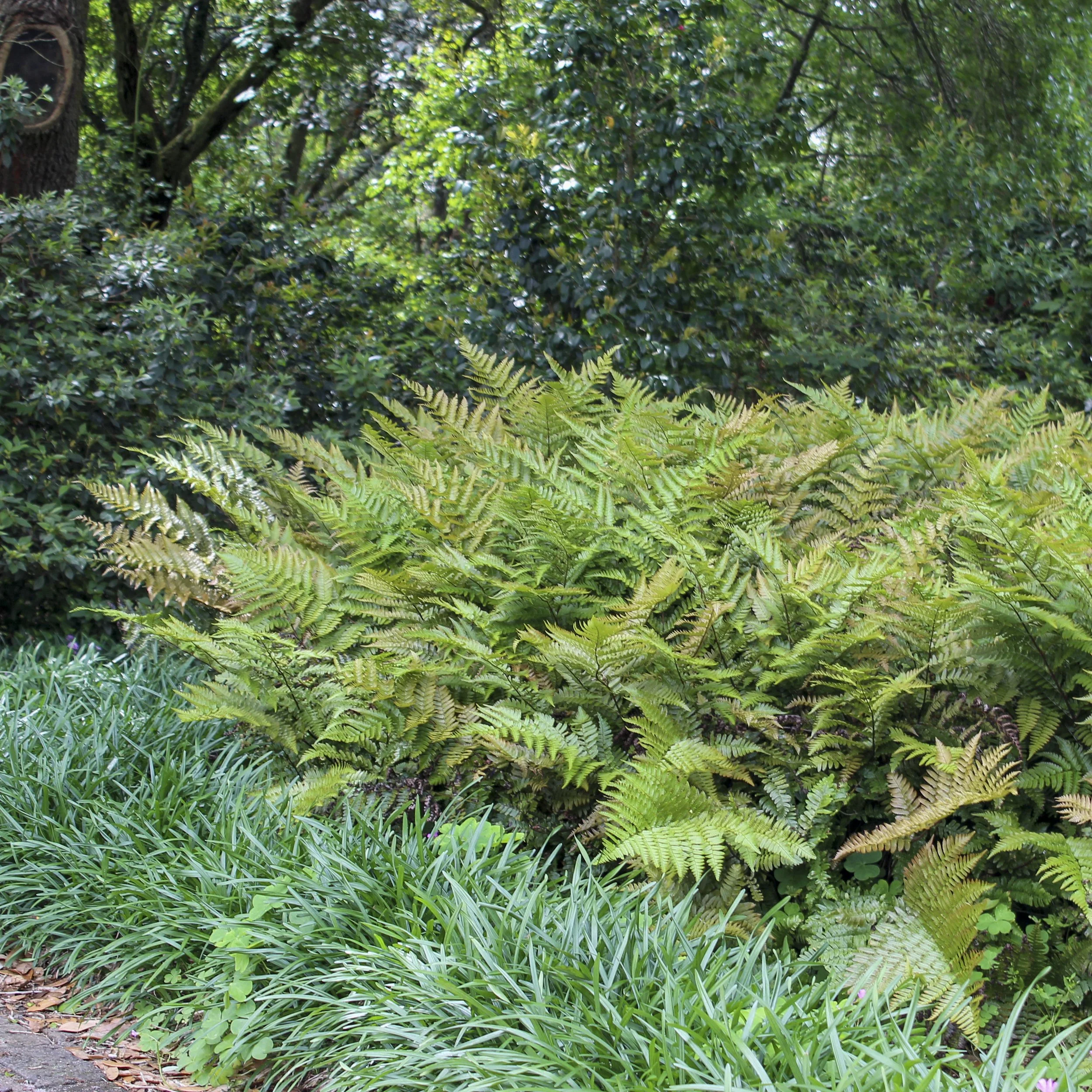 Dryopteris erythrosora 'Brilliance' 0002 high res.jpg