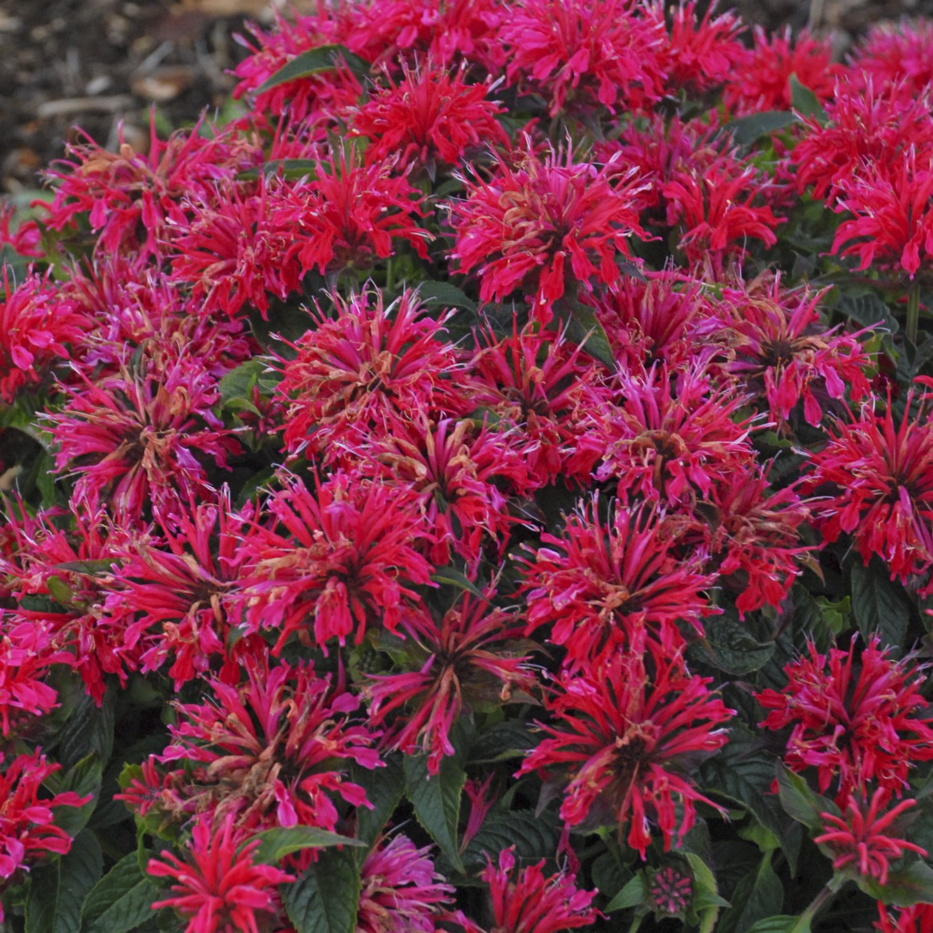 Monarda didyma 'Cherry Pops'