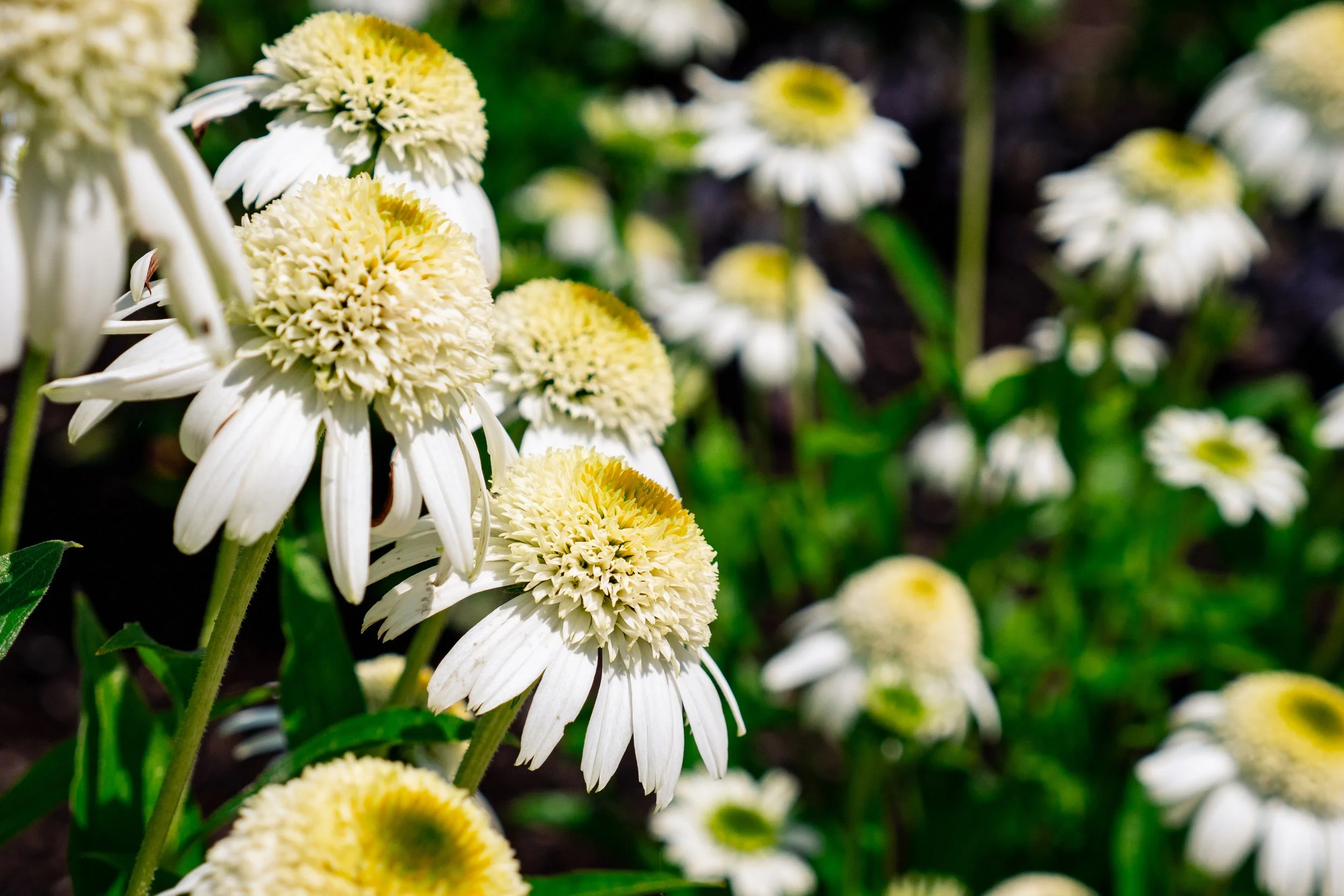 Echinacea purpurea 'Vanilla Drip'