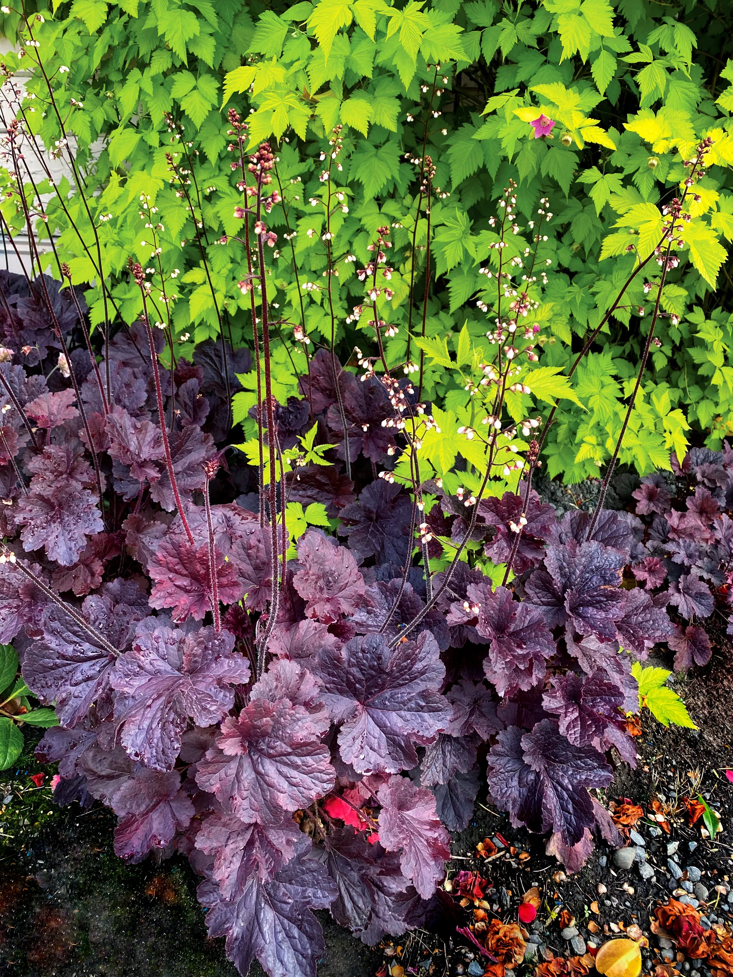 Heuchera-Northern-Exposure-Black-7.jpg