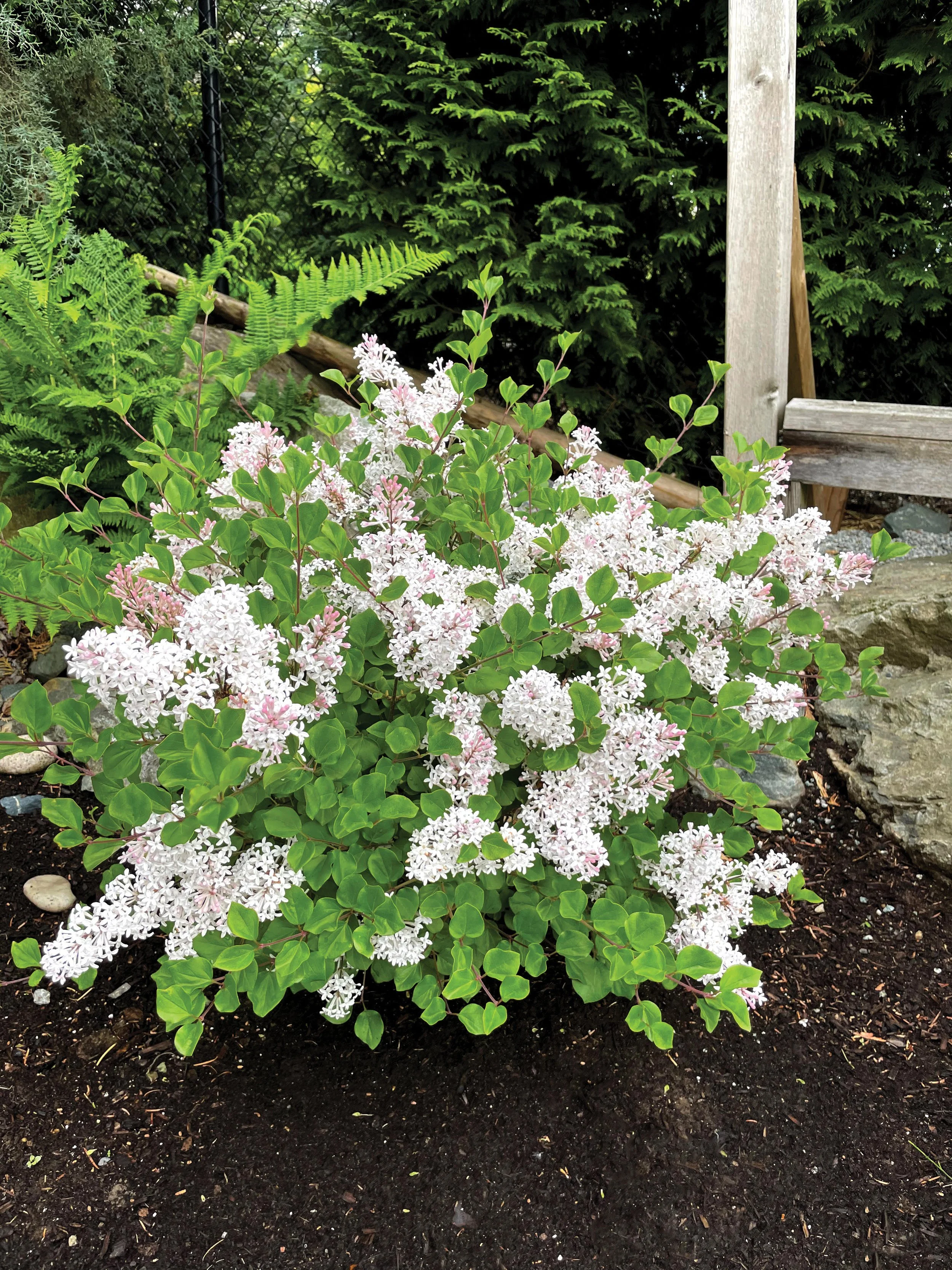 Syringa-Pearl-Potion-landscape-02.jpg