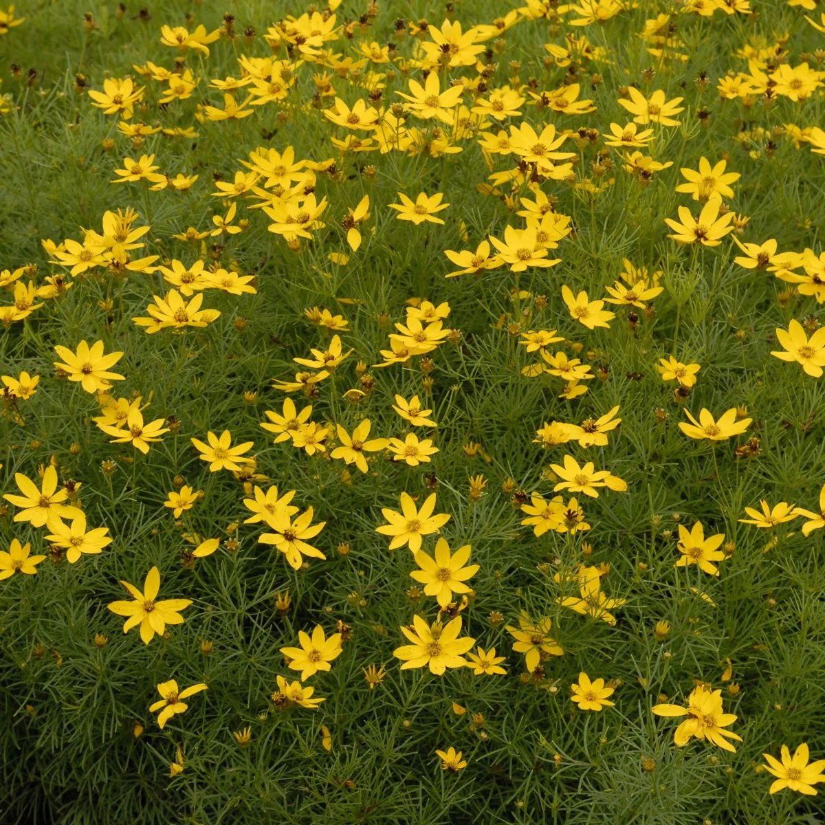 Coreopsis verticillata 'Zagreb' 0002 high res.jpg