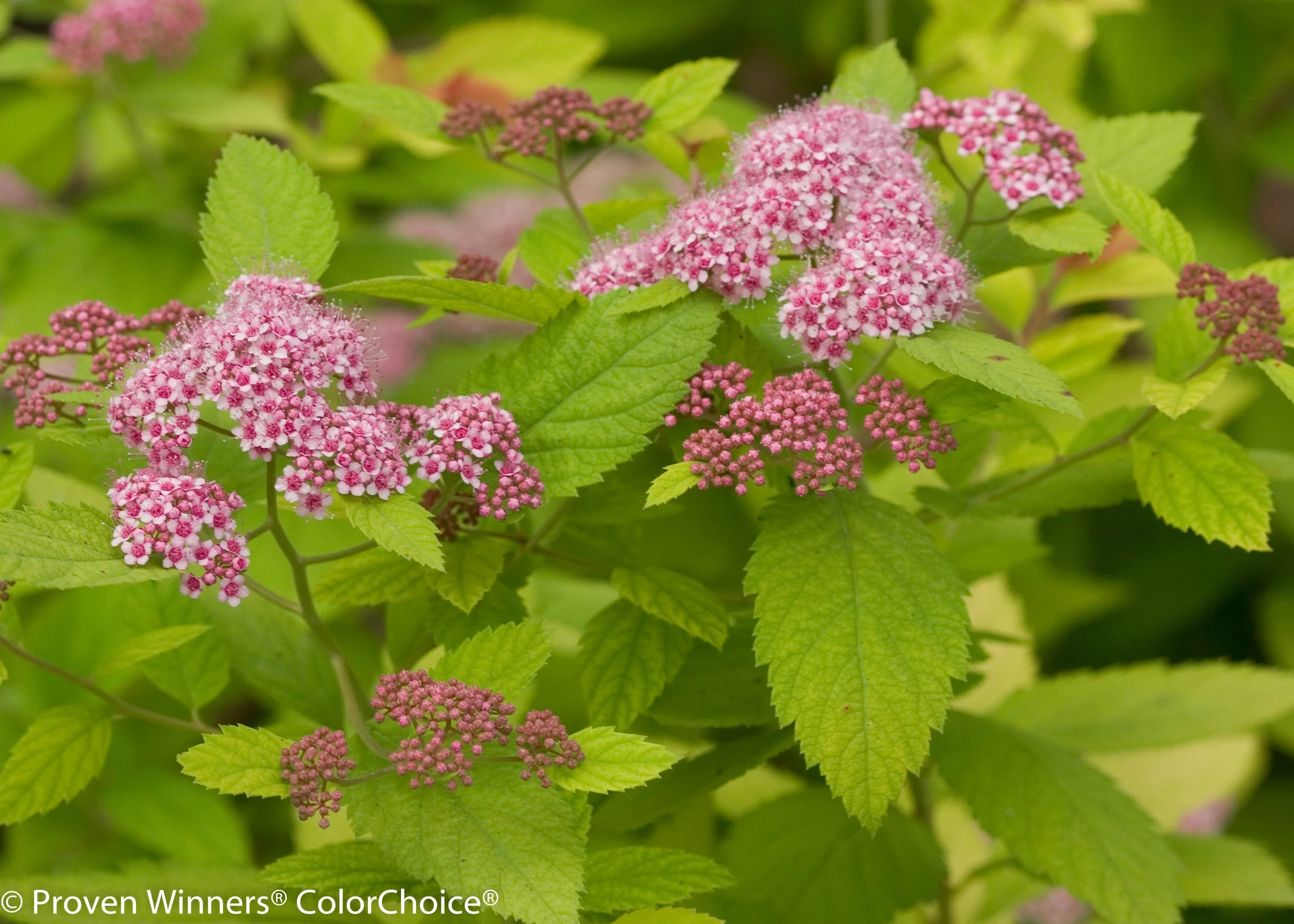 double_play_big_bang_spirea-7402.jpg