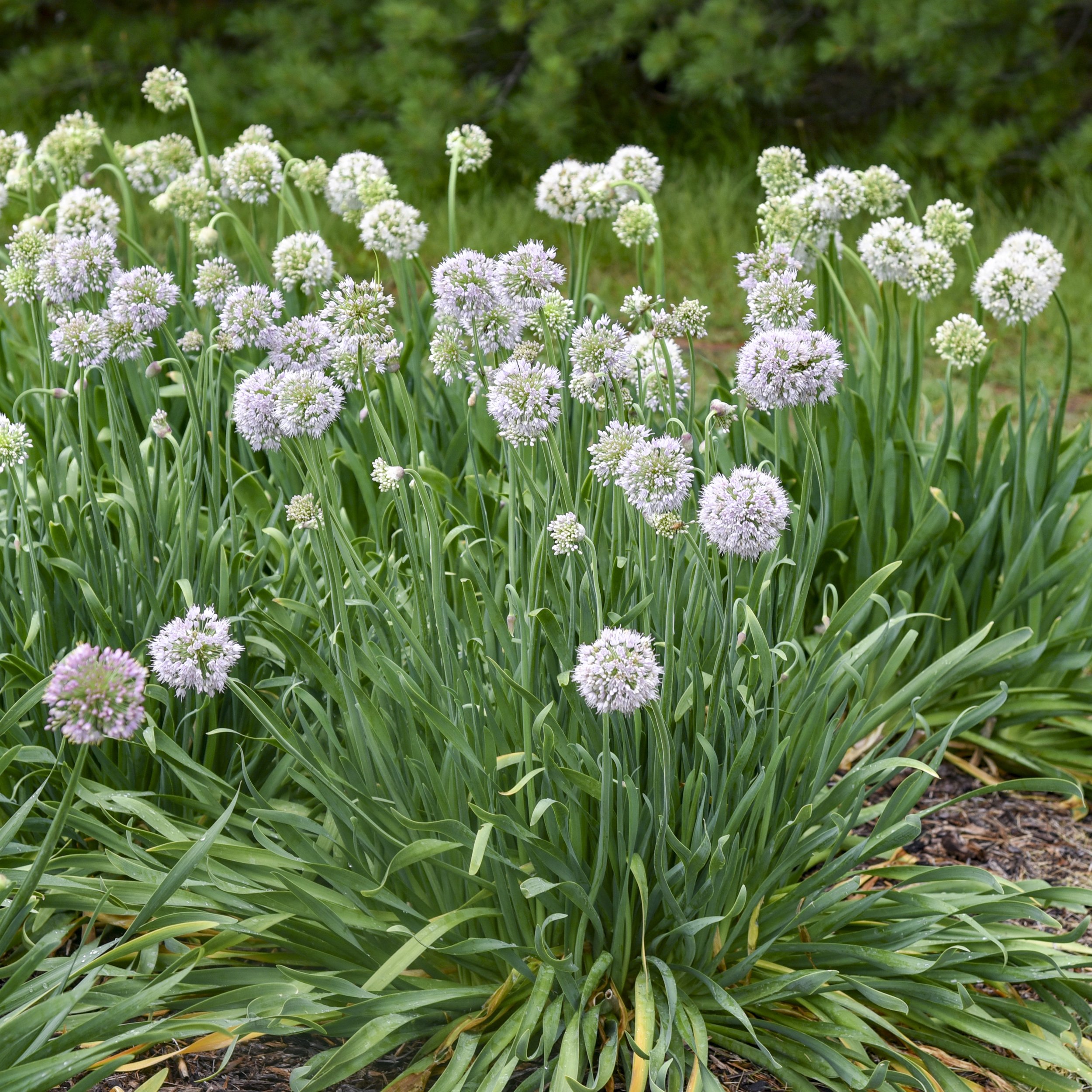 Allium 'Bobblehead' PP36675 CPBRAF 0000 high res.jpg