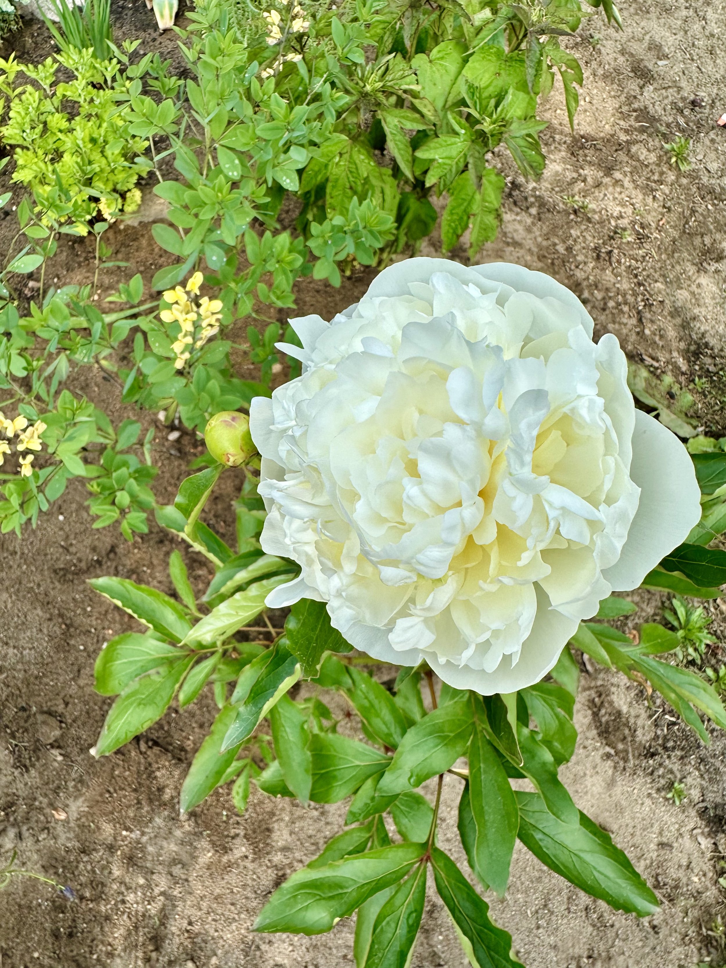 IMG_3928.jpeg