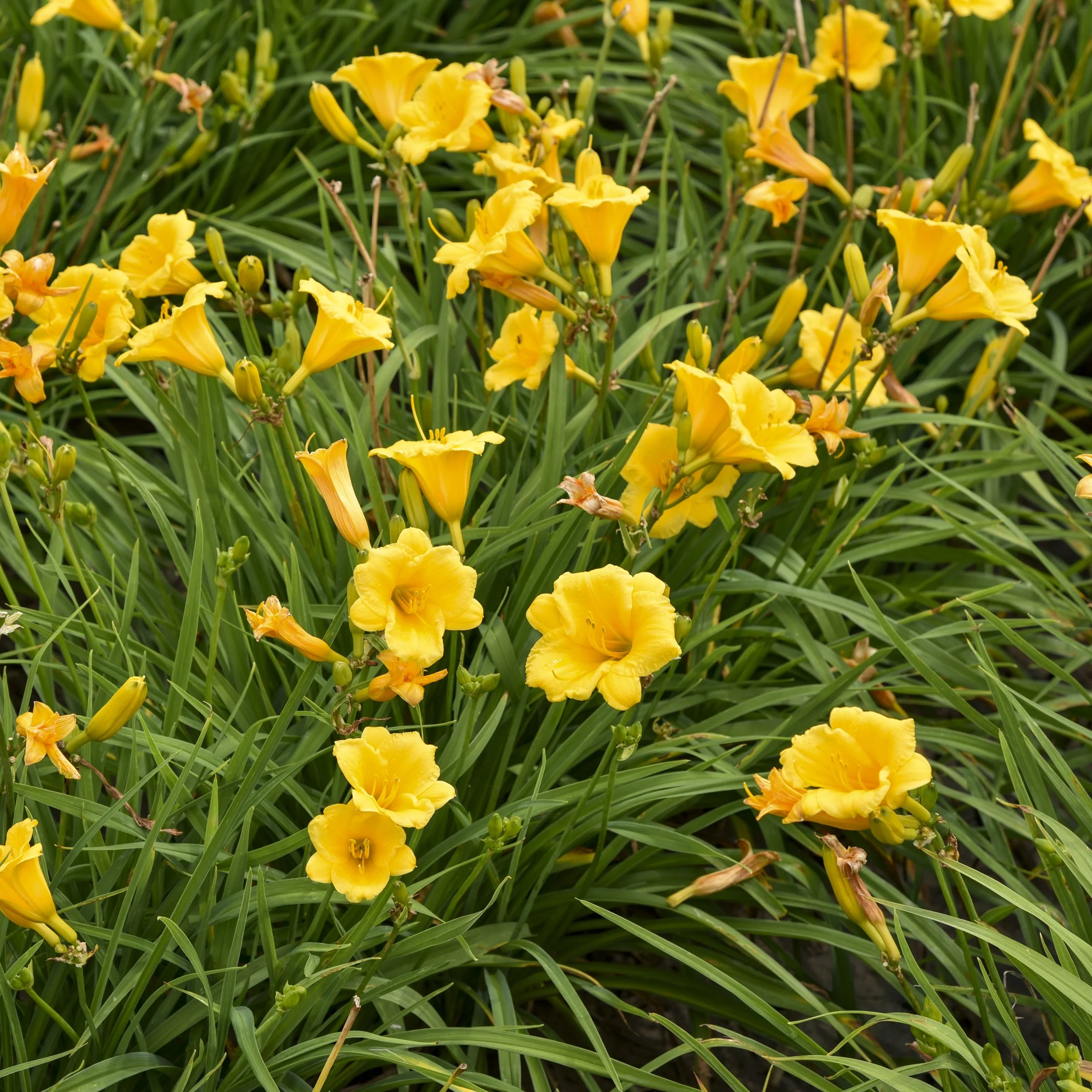 Hemerocallis 'Stella d'Oro'