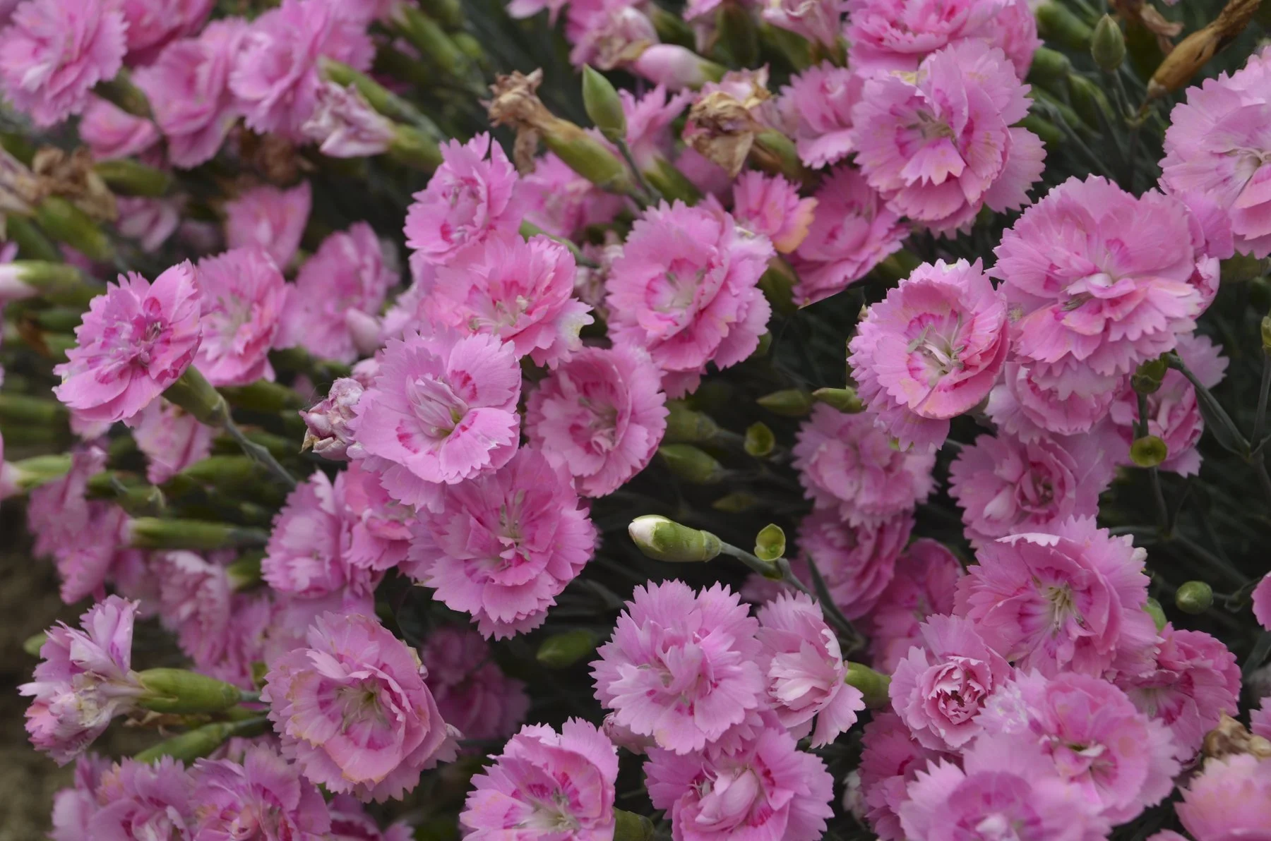 Dianthus x 'Sweetie Pie'