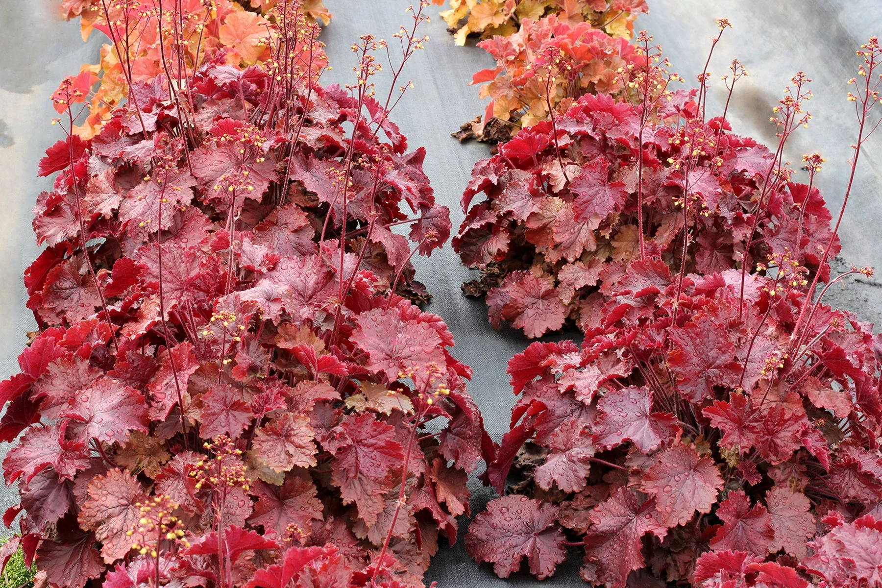 Heuchera-Northern-Exposure-Red-2.jpg