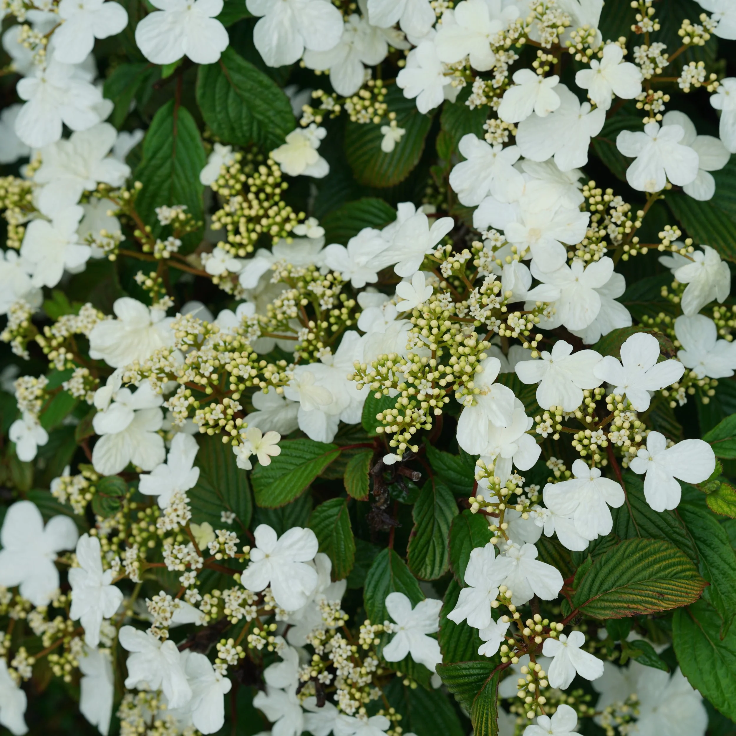 viburnum-steady-eddy-2.jpg