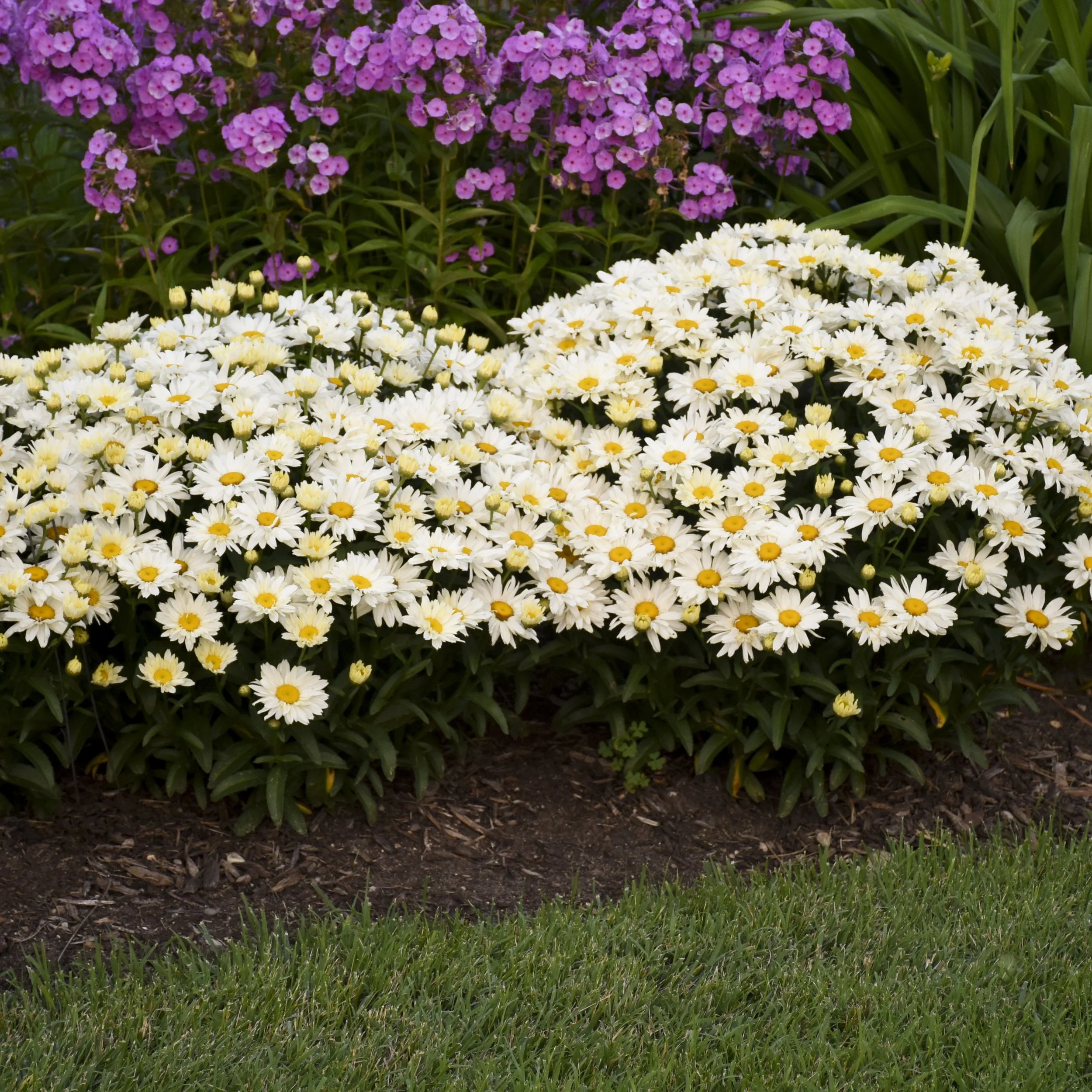 Leucanthemum superbum 'Spoonful of Sugar' PP28760 0004 high res.jpg