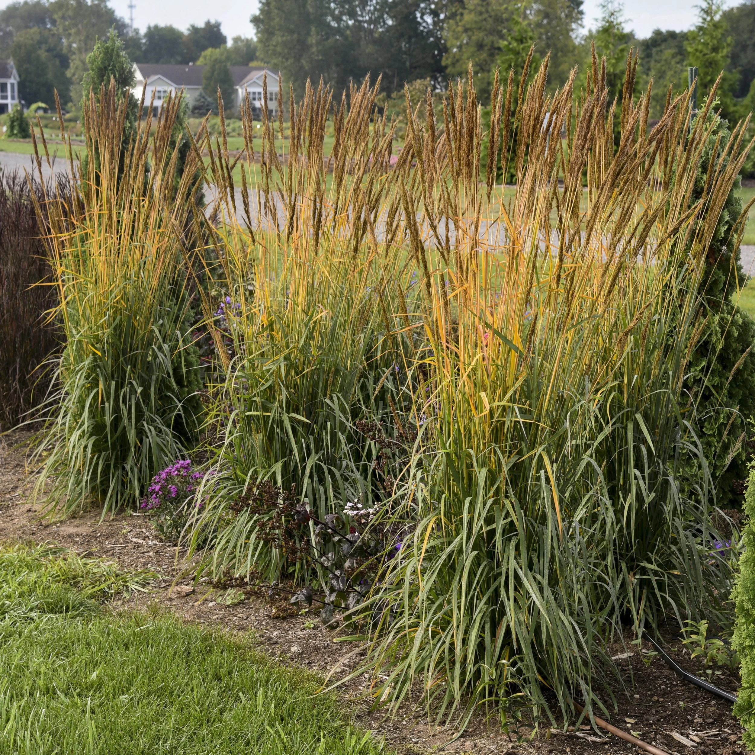 Sorghastrum nutans GOLDEN SUNSET® ('MNYG318153' PP33776) 0003 high res.jpg