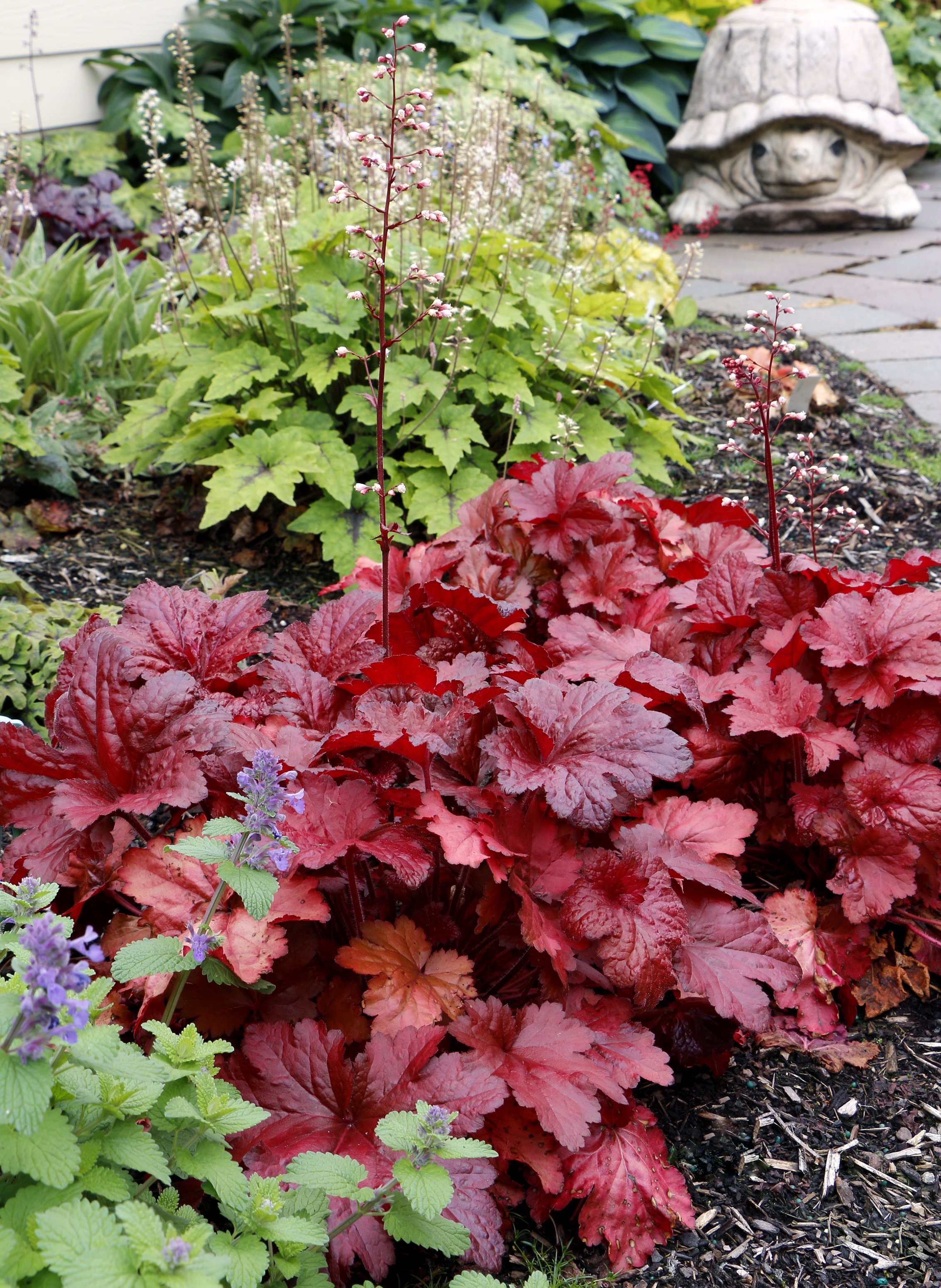 Heuchera-Forever-Red-20.jpg