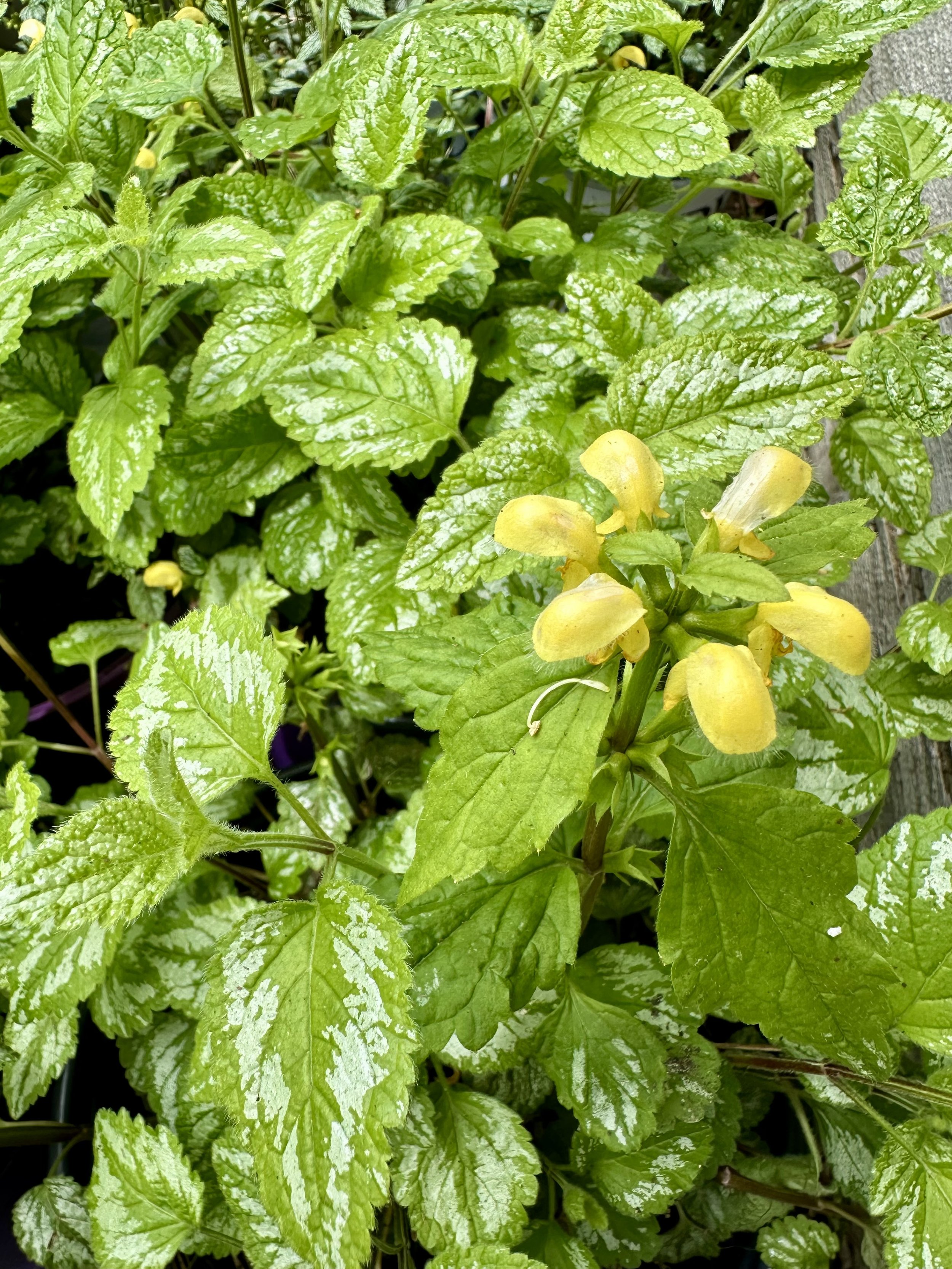 Lamiastrum galeobdolon 'Variegatum'