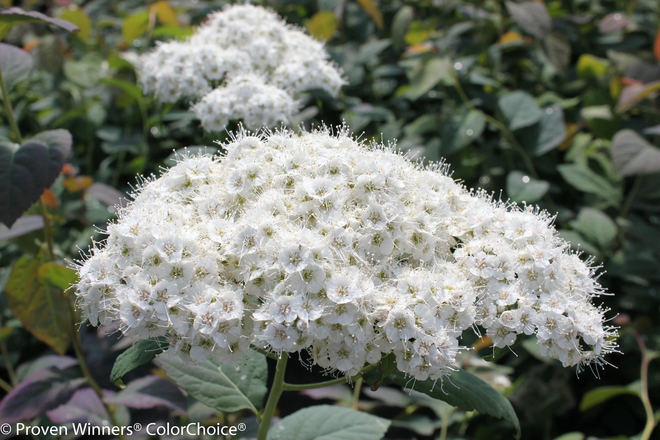 double_play_blue_kazoo_spirea-1357.jpg