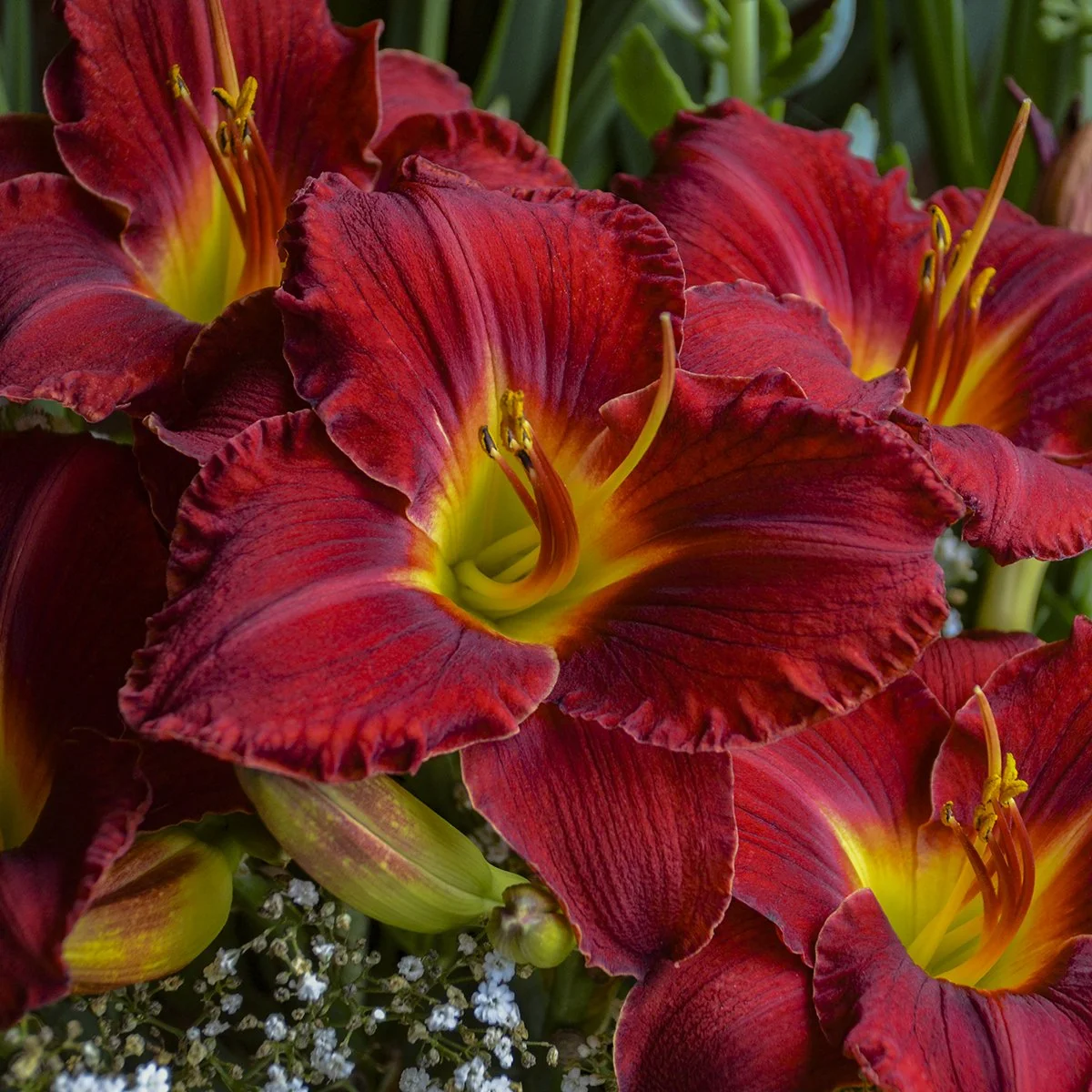 Hemerocallis 'Prairie Wildfire' 0002 high res.jpg
