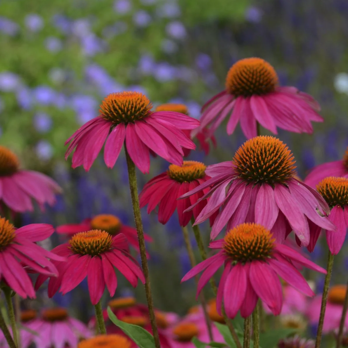 Echinacea purpurea 'PowWow Wild Berry'