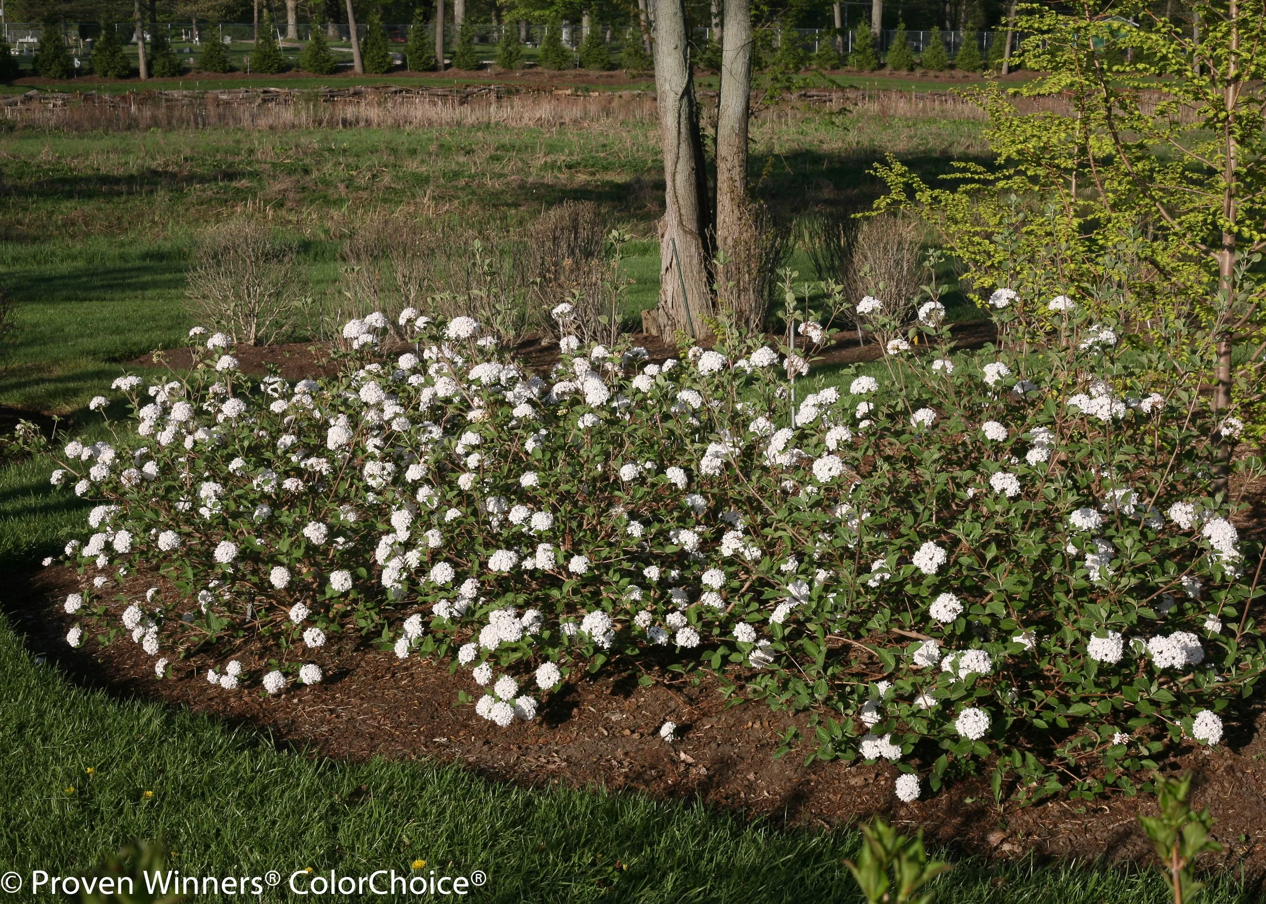 spice_baby_viburnum-8661.jpg